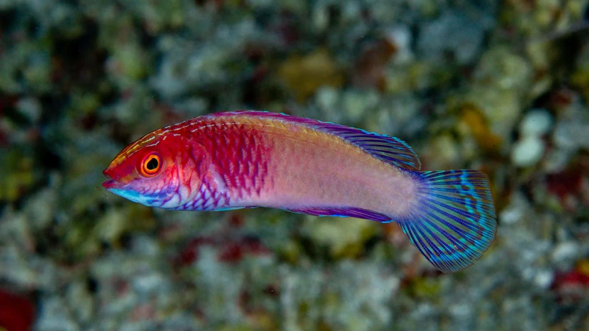 vibrant pink and blue wrasse, textured coral reef, clear tropical waters, Full HD Desktop Wallpaper
