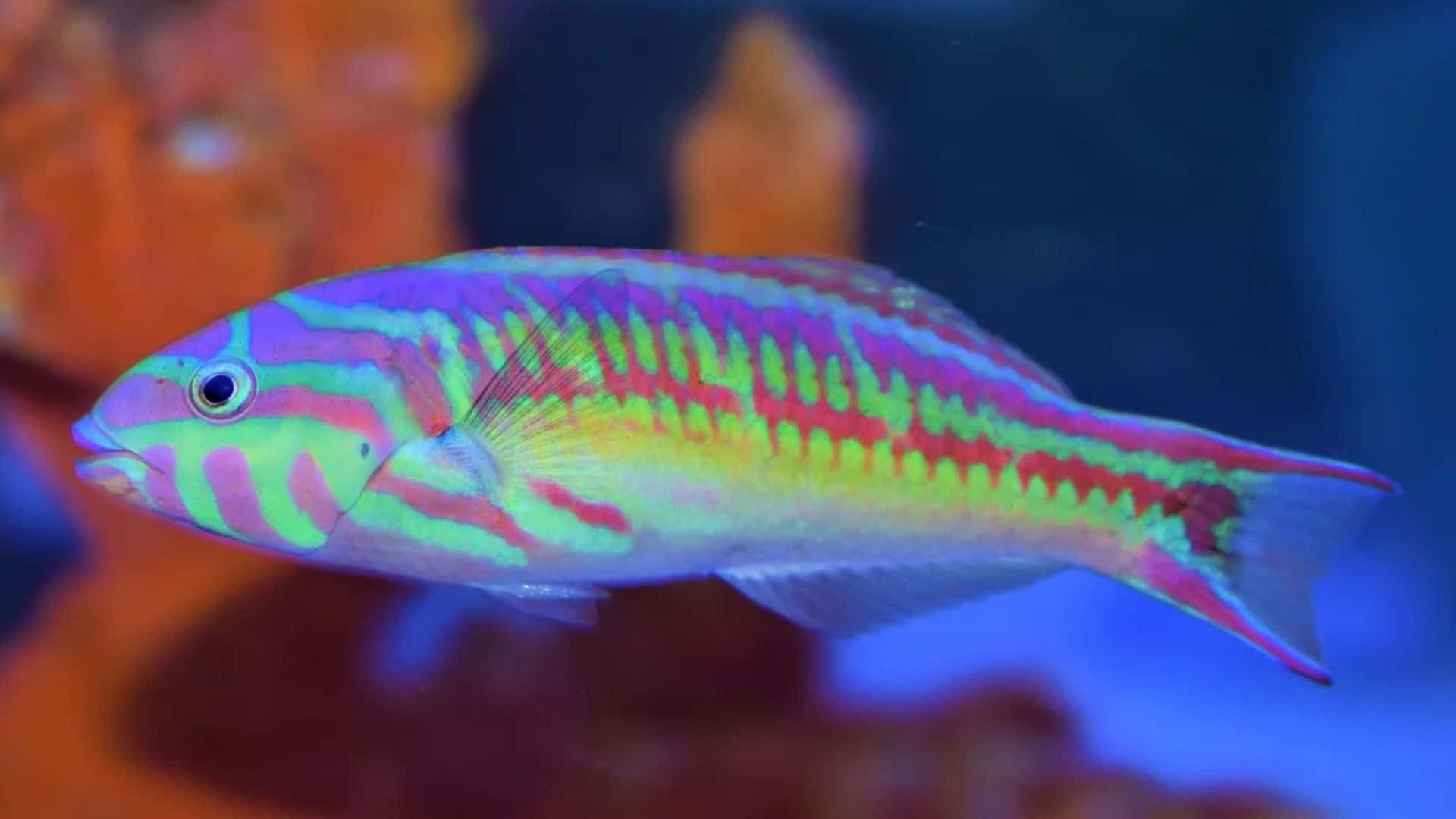tropical wrasse fish, coral reef, neon fish, Full HD Desktop Wallpaper