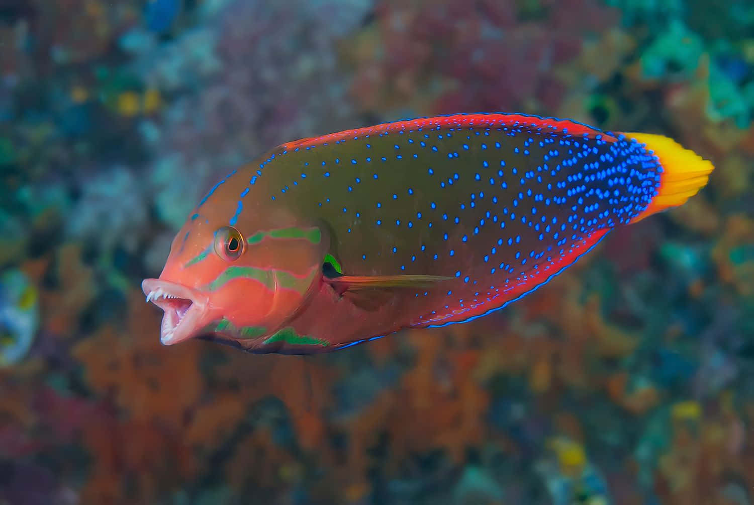 colorful wrasse, blue spots, yellow tail, HD Desktop Wallpaper