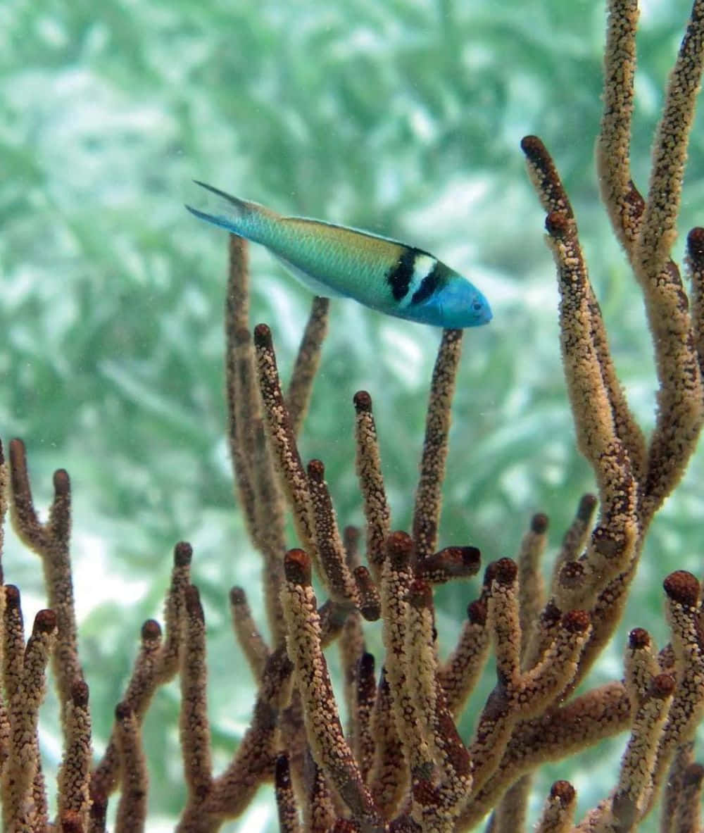 bright blue wrasse, coral reef, turquoise water, SD Phone Wallpaper