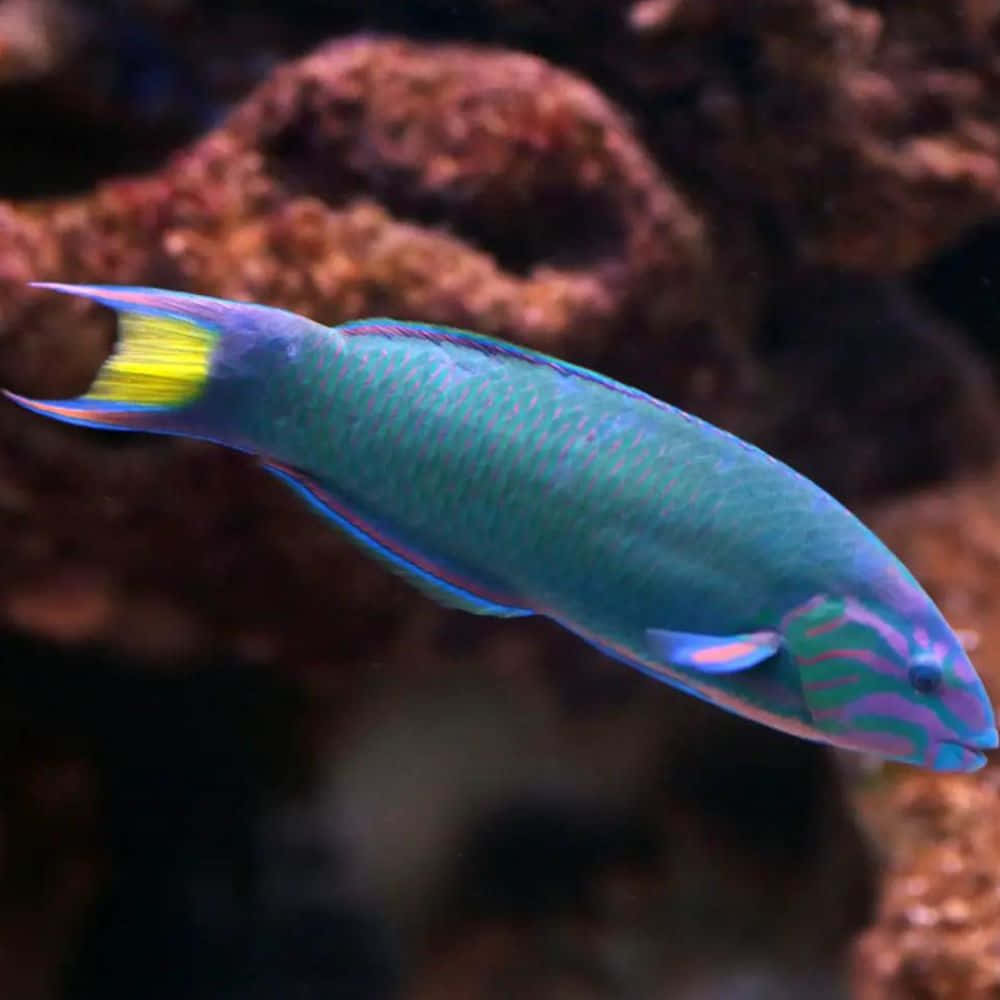 vibrant blue and green fish, yellow tail fin, blurred coral rocks, SD Desktop Wallpaper