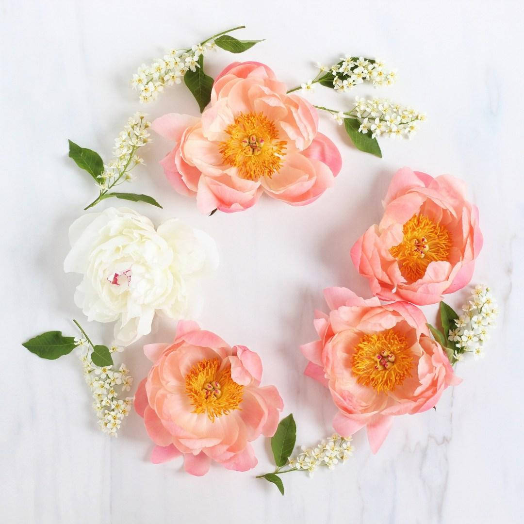 peony flower wreath, peach, white, SD Desktop Wallpaper
