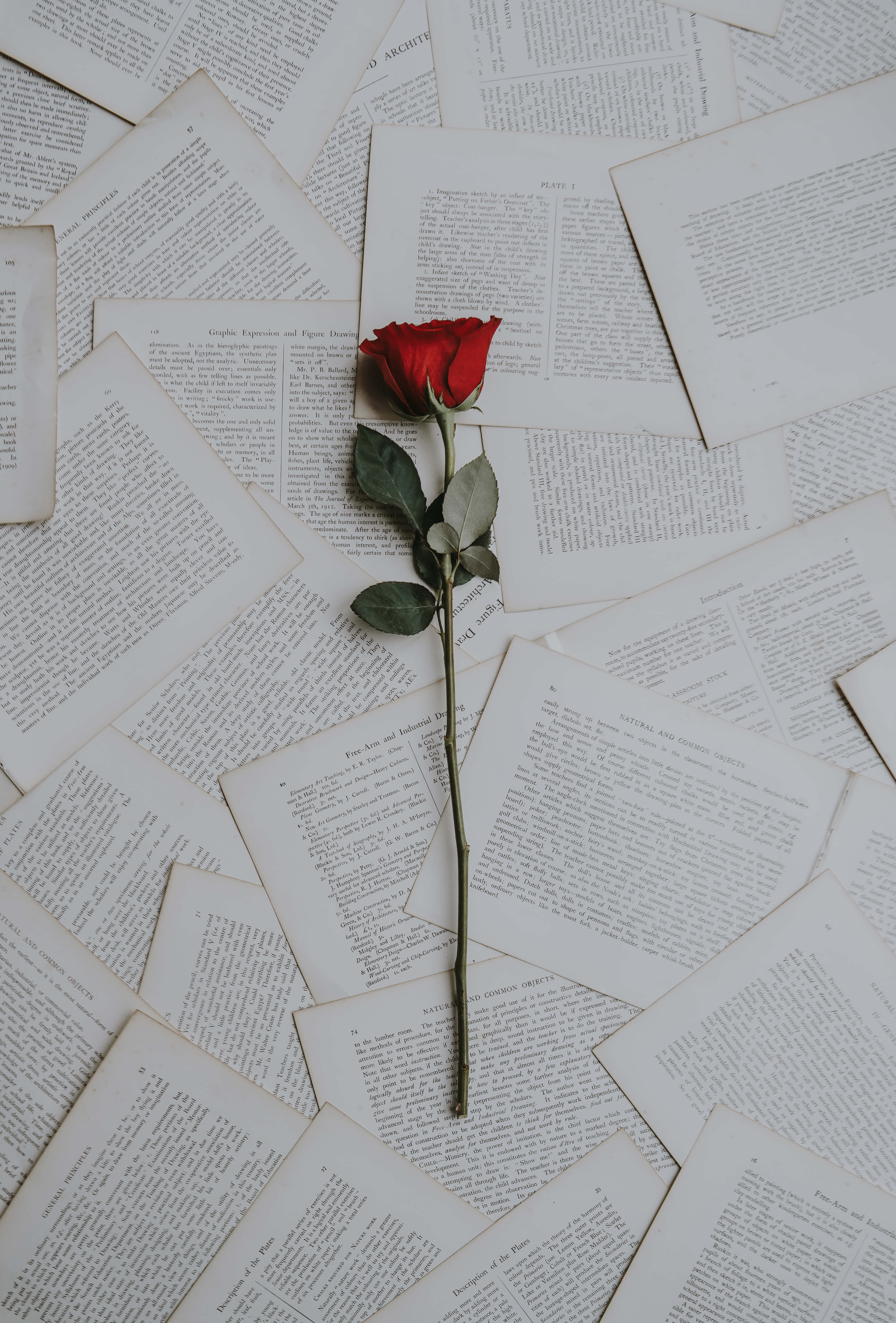 Poem, Pages Of Poems With Rose, vibrant red rose, 5K Phone Wallpaper