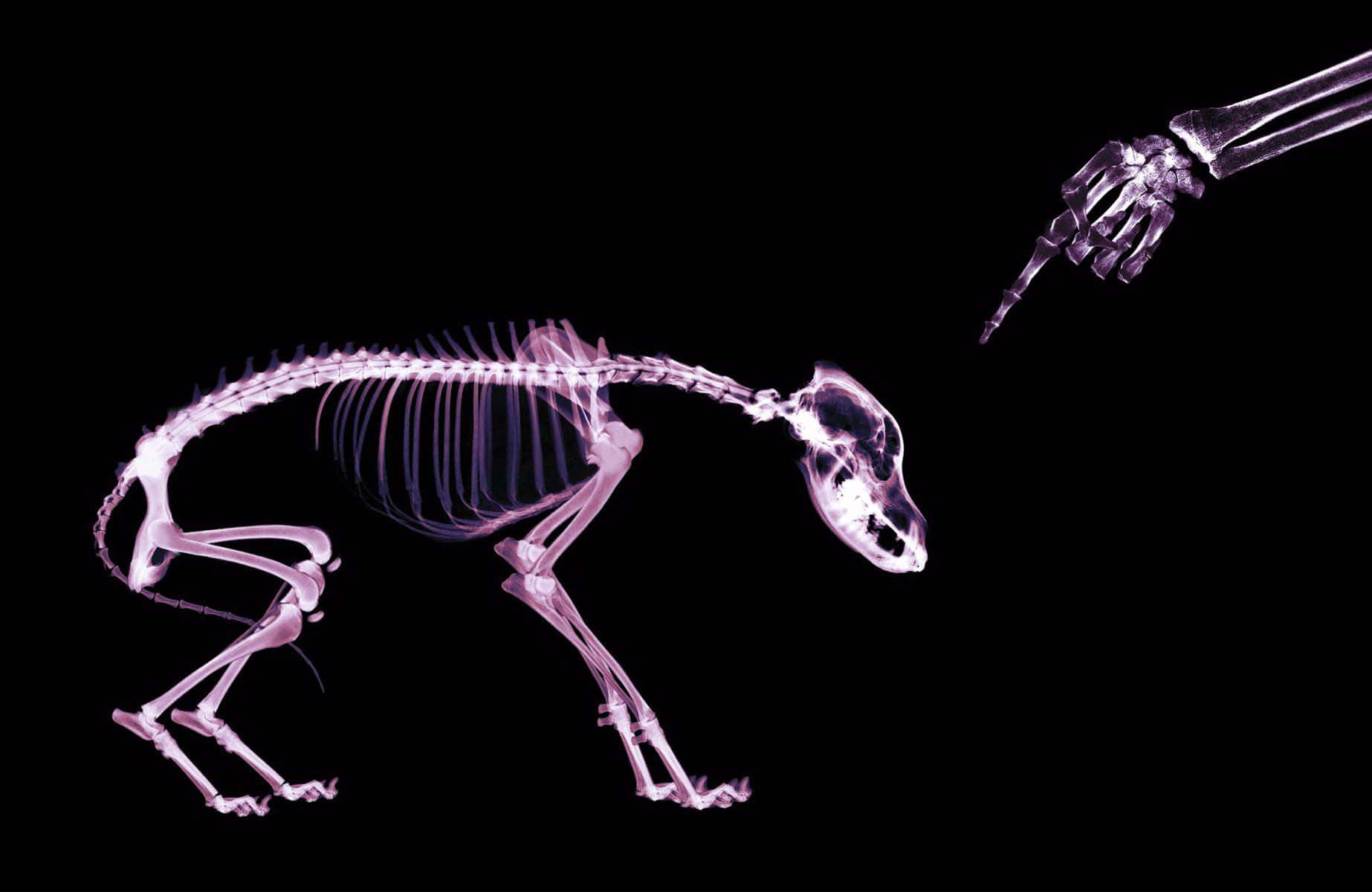 X Ray, dog skeleton, human hand skeleton, HD Desktop Wallpaper