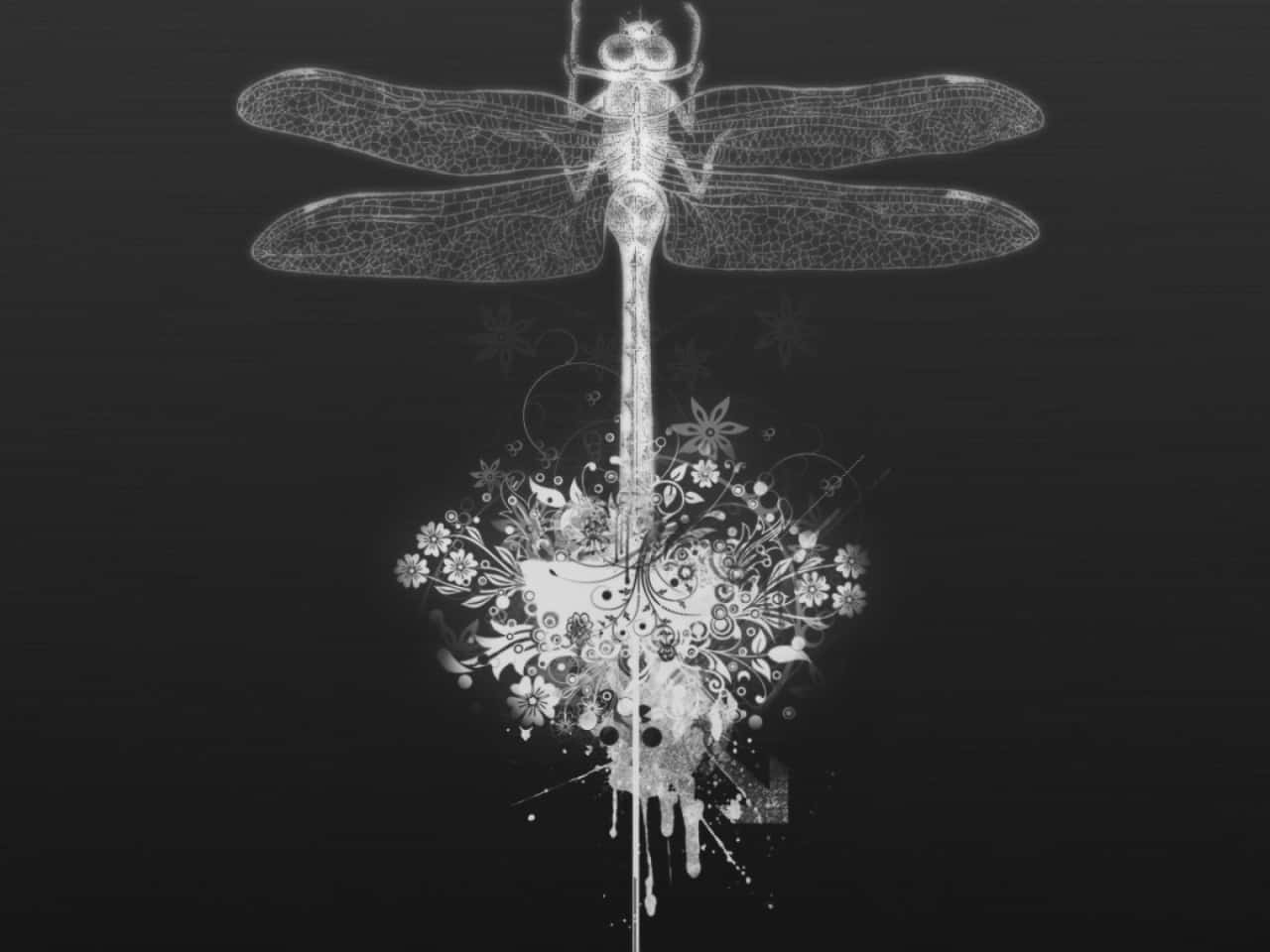 dragonfly, x-ray, black and white, HD Desktop Wallpaper