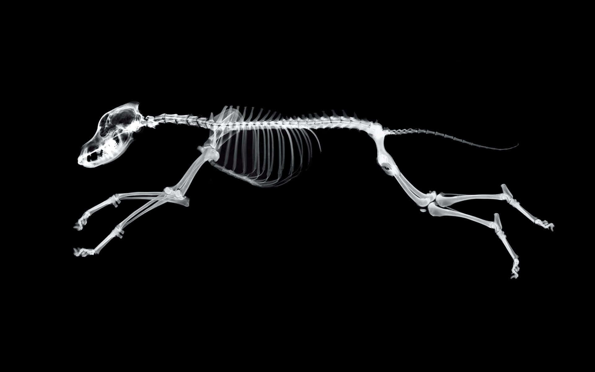 X Ray, dog skeleton, mid-stride, Full HD Desktop Wallpaper