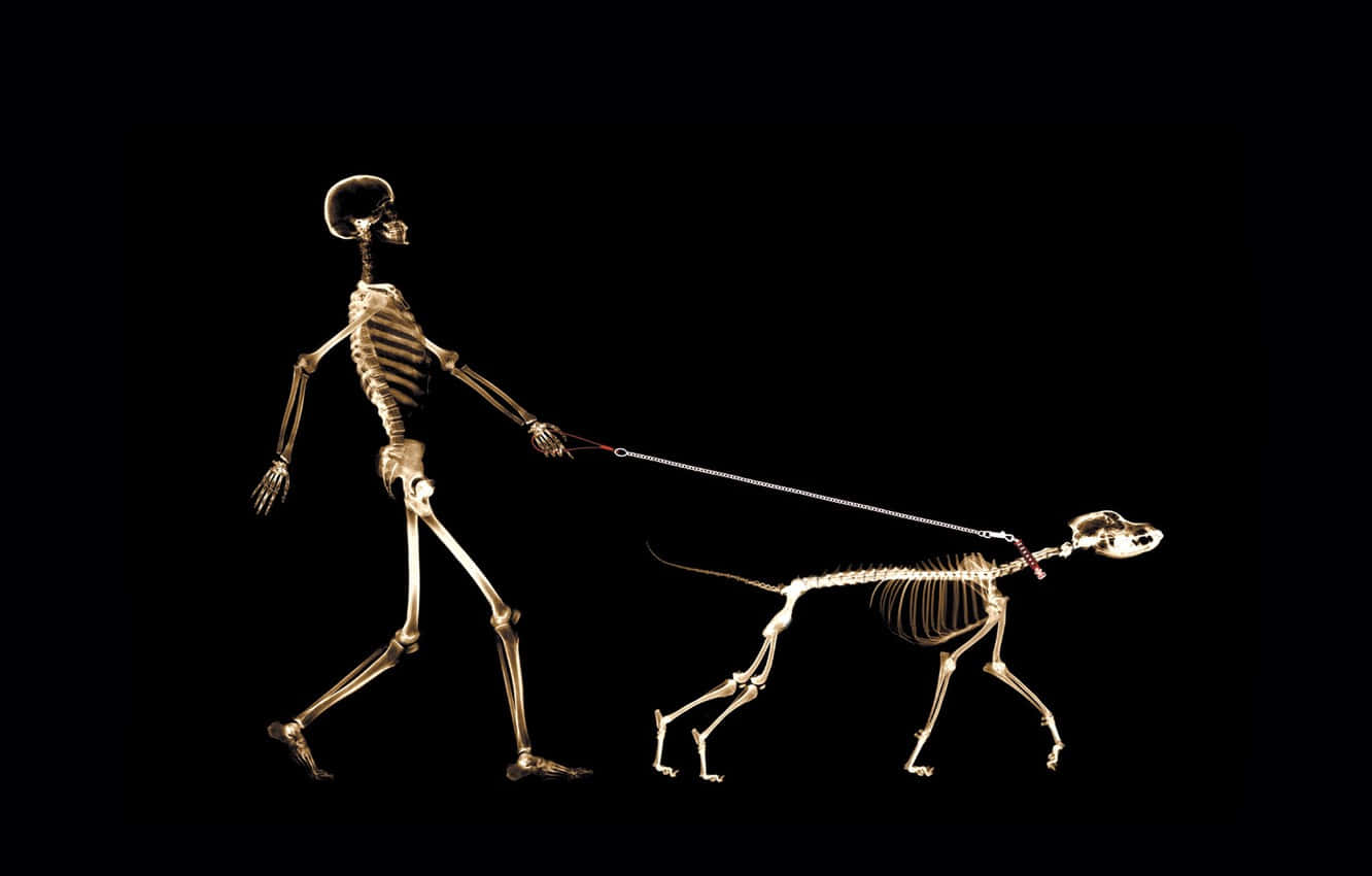 X Ray, skeleton, dog skeleton, HD Desktop Wallpaper