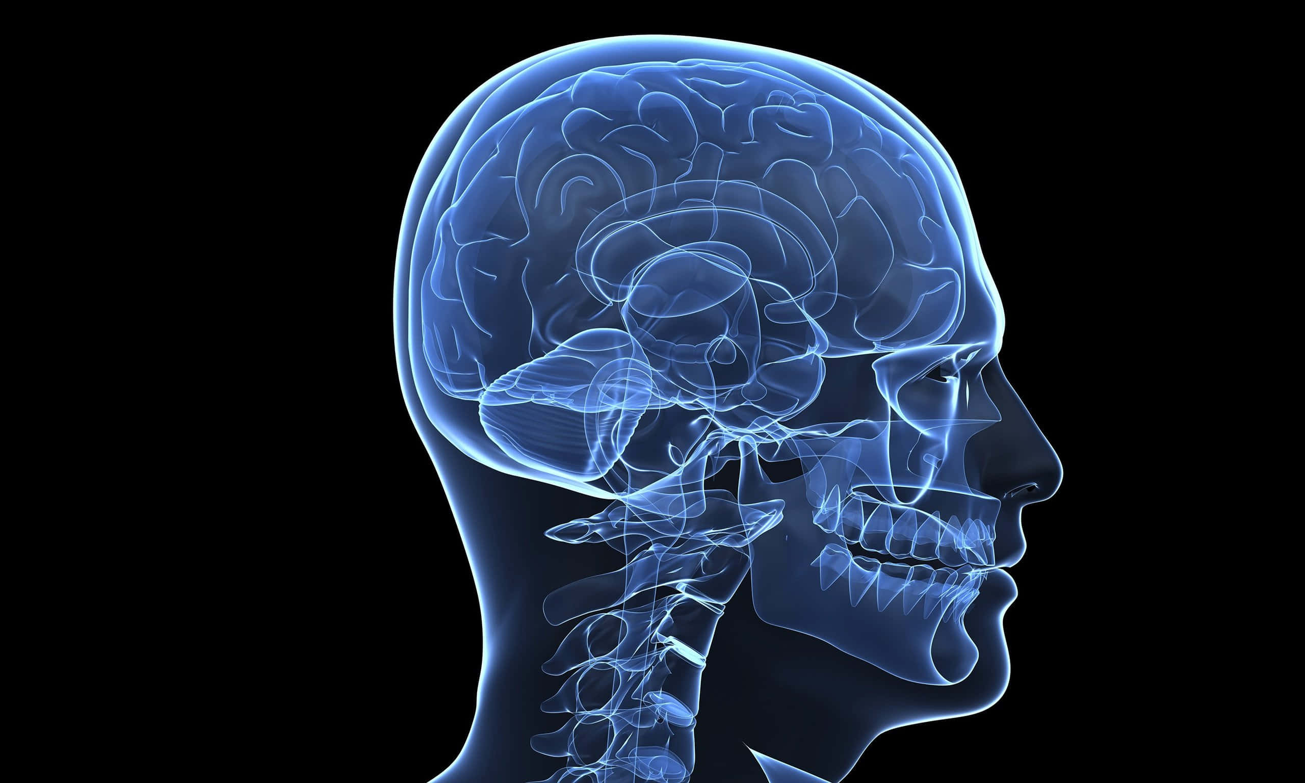 X Ray, translucent blue 3d-rendered human head profile, detailed brain and skull anatomy, 2K Desktop Wallpaper