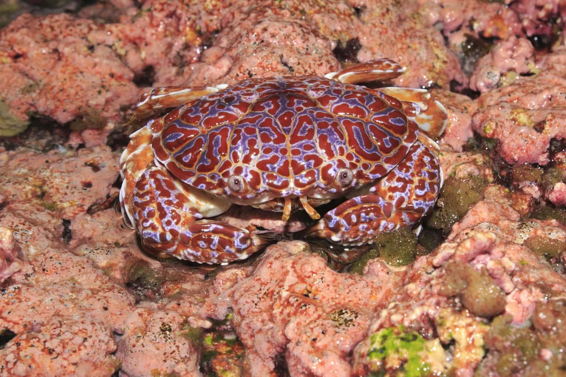 Xanthid Crab
