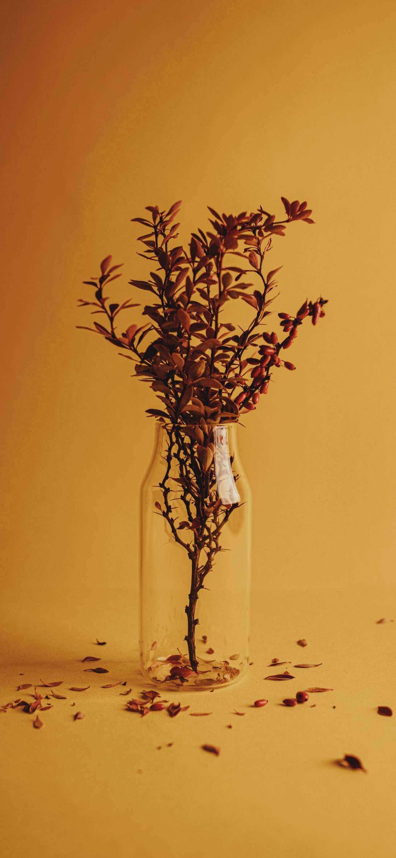 Xiaomi Redmi Note 9, clear glass bottle, dried reddish-brown branches, 2K Phone Wallpaper