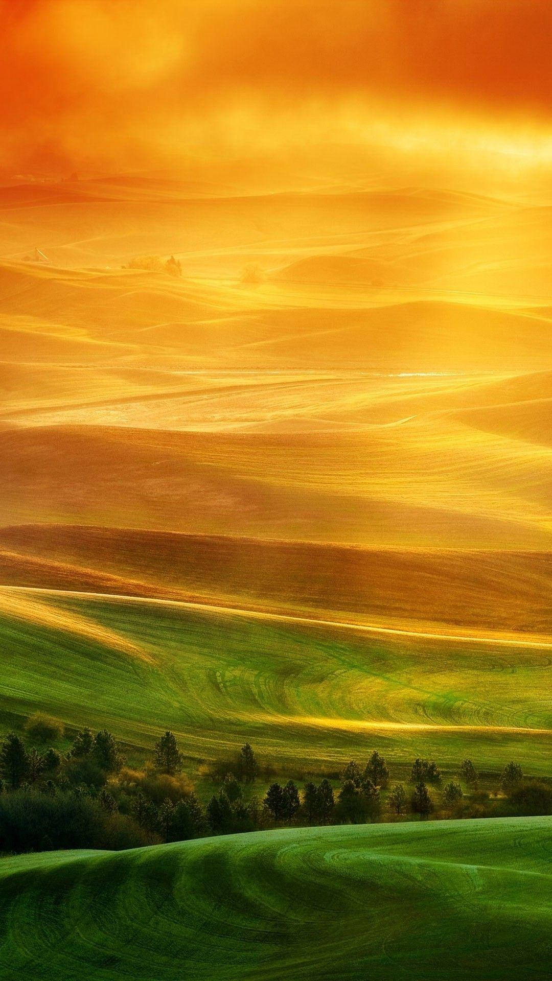 Xiaomi, Desert Trees, Golden sunset, Full HD Phone Wallpaper