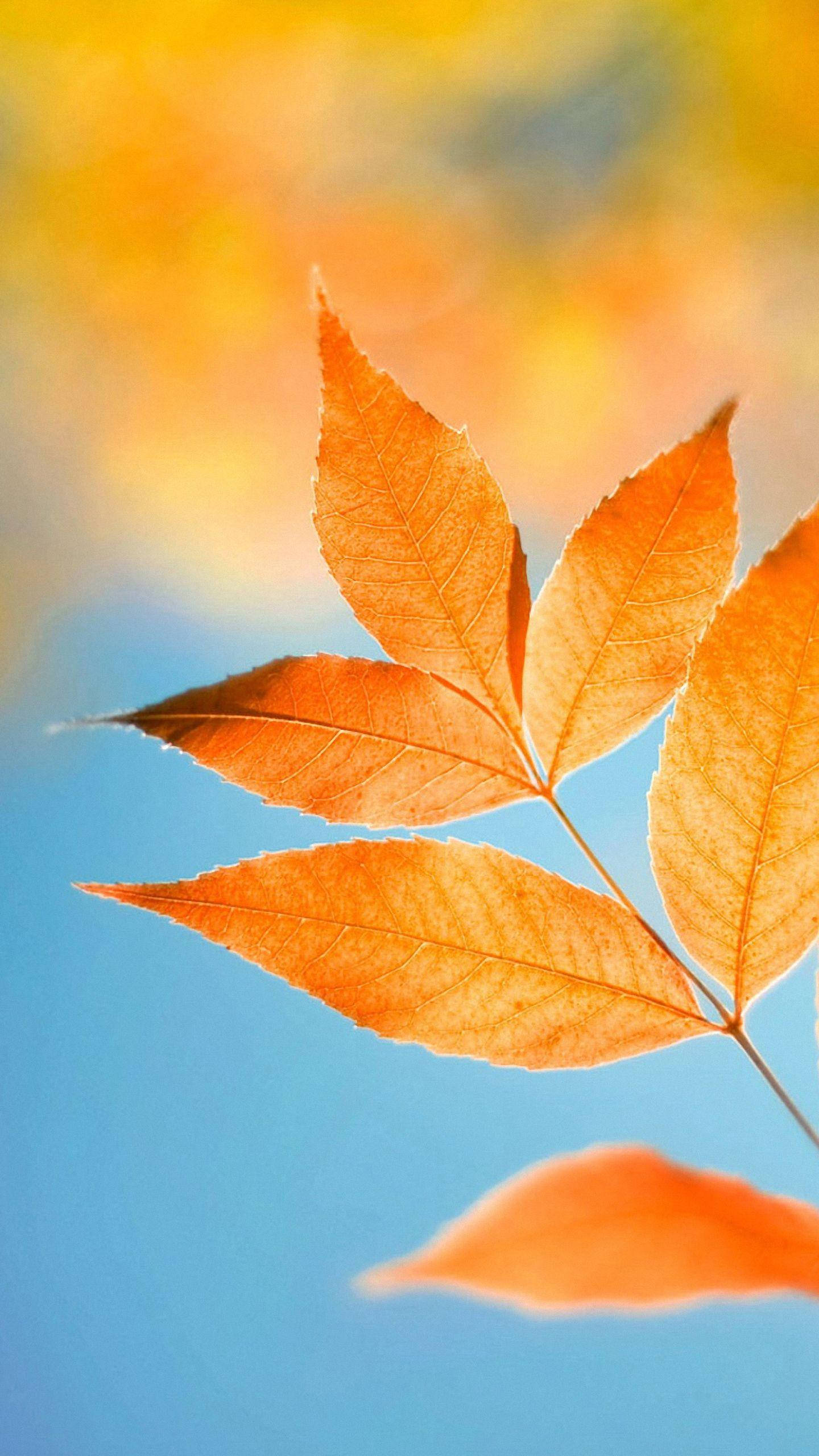 Xiaomi, Golden Leaves, vibrant orange autumn leaf, 2K Phone Wallpaper