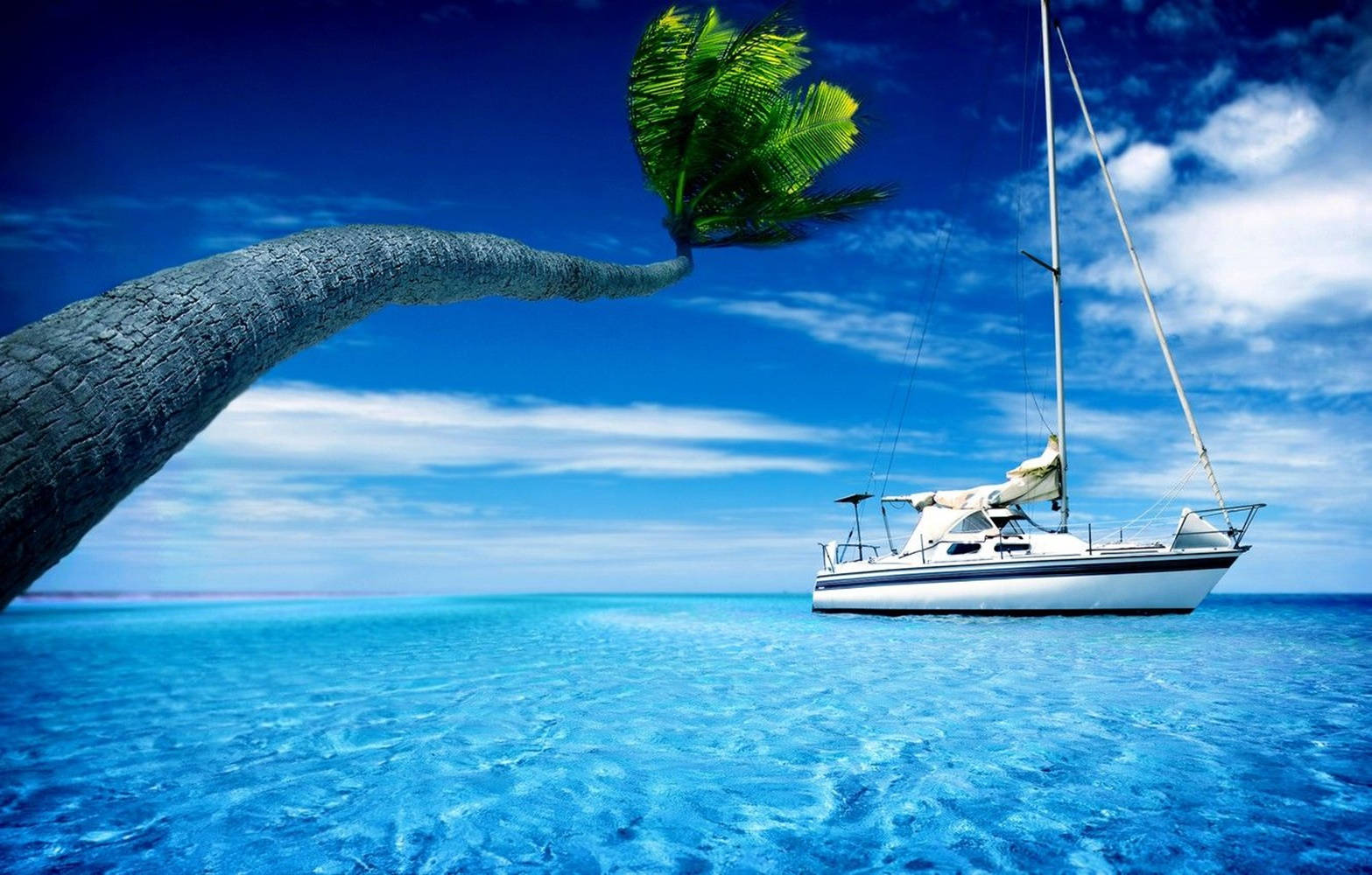 yacht, bent tree, white sailboat, HD Desktop Wallpaper