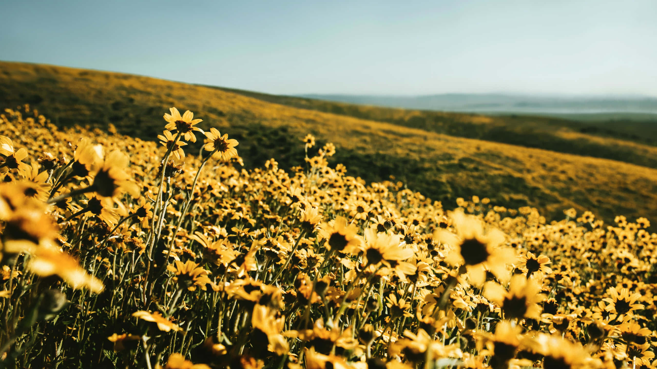 yellow, 2560 x 1440, sunflowers, 2K Desktop Wallpaper