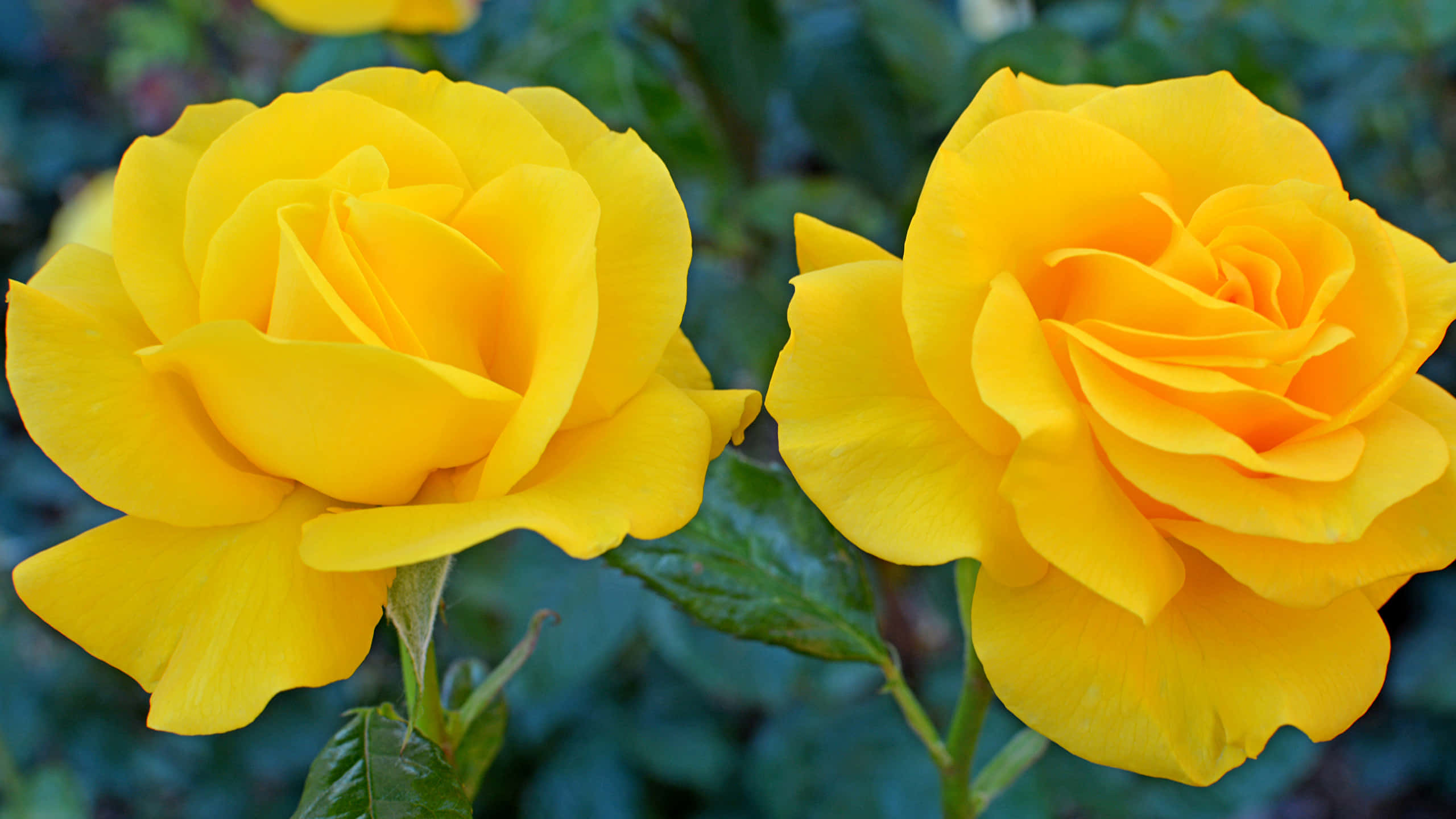 yellow, roses, green foliage, 2K Desktop Wallpaper