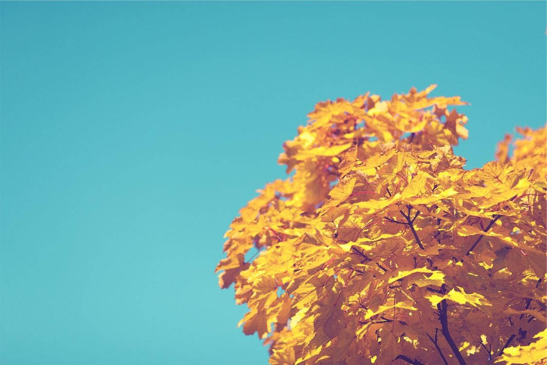 yellow aesthetic computer, golden maple leaves, turquoise sky, SD Desktop Wallpaper