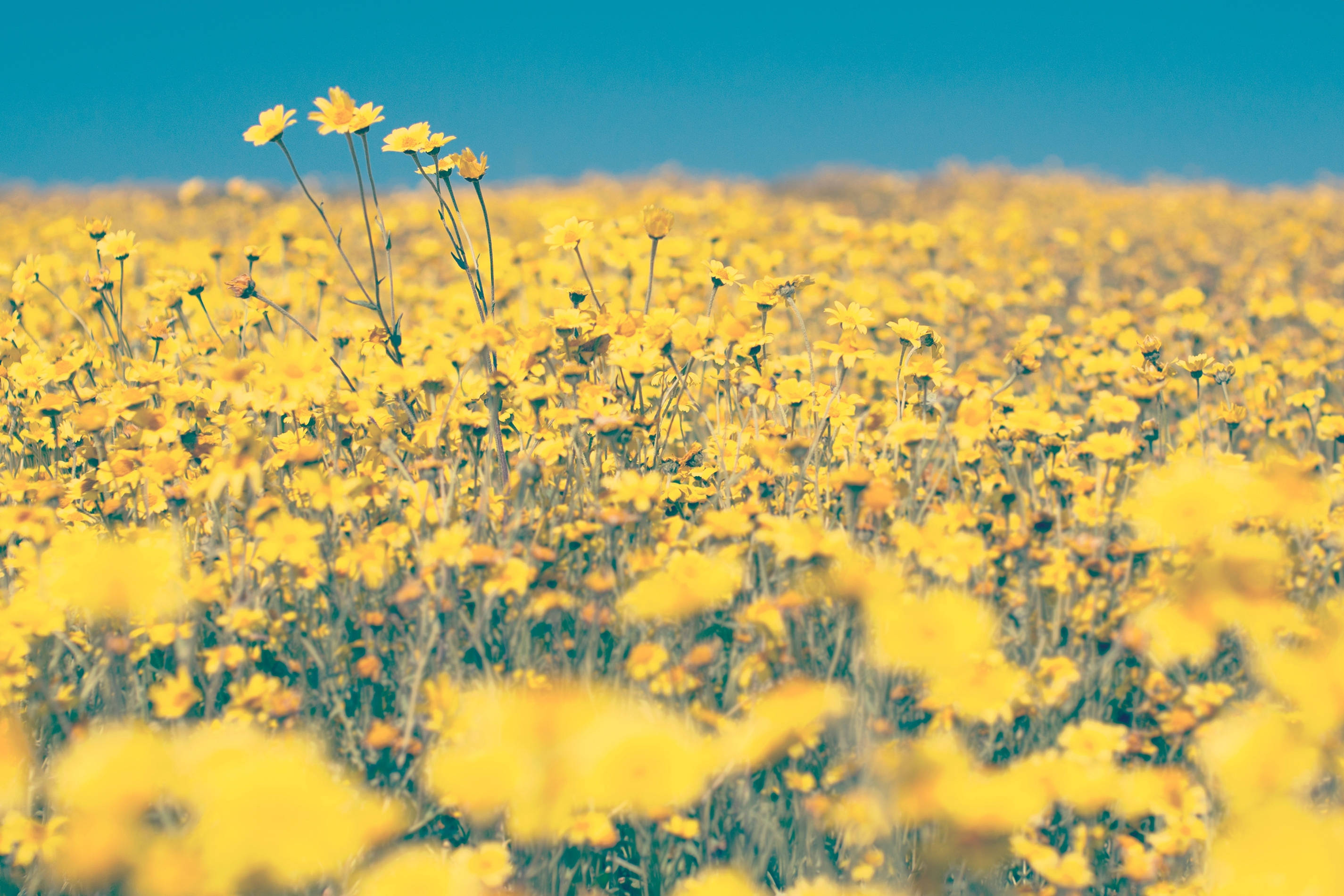 Yellow Aesthetic Field Computer, yellow wildflowers, clear blue sky, 2K Desktop Wallpaper