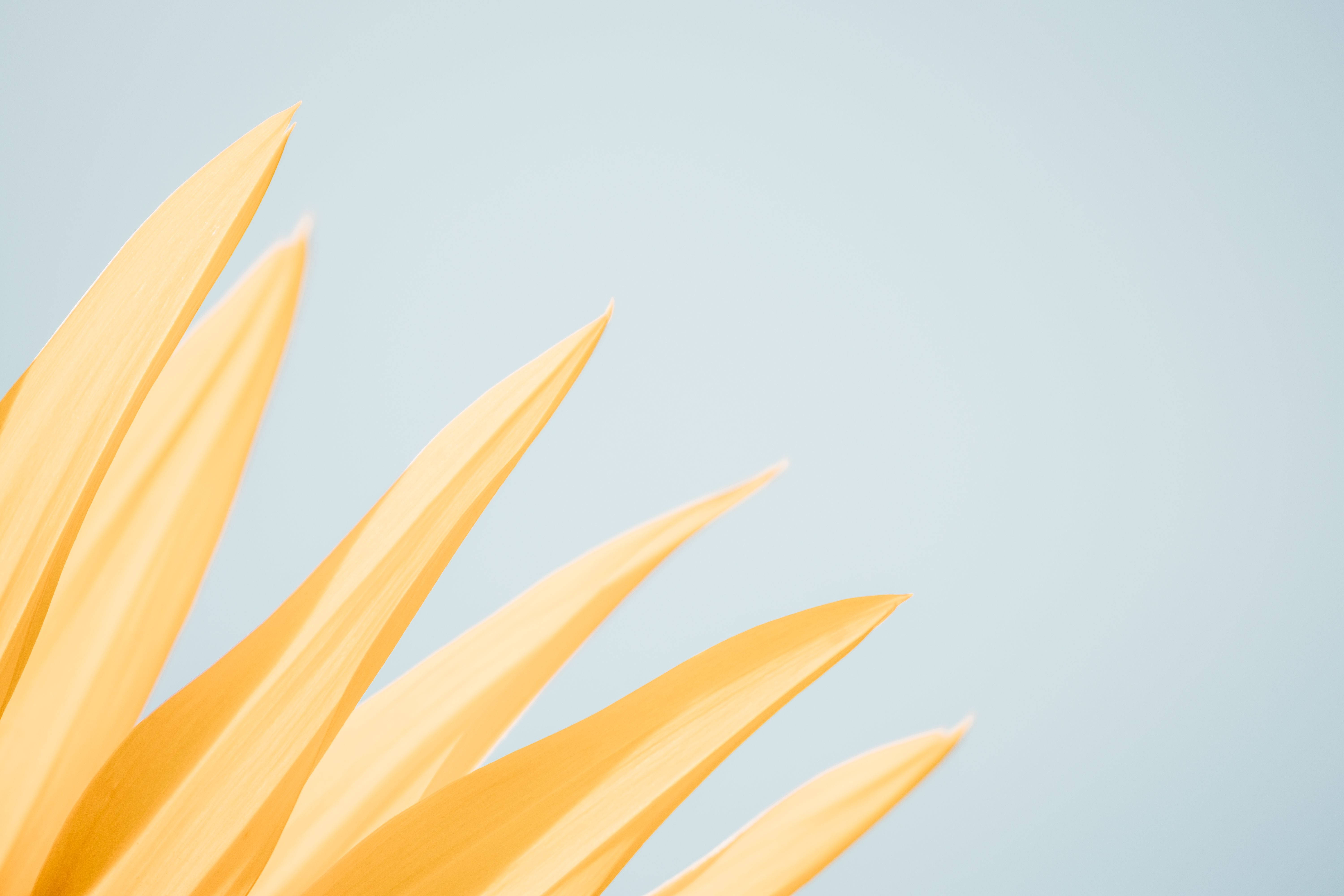 yellow aesthetic, yellow petals, computer, 5K Desktop Wallpaper