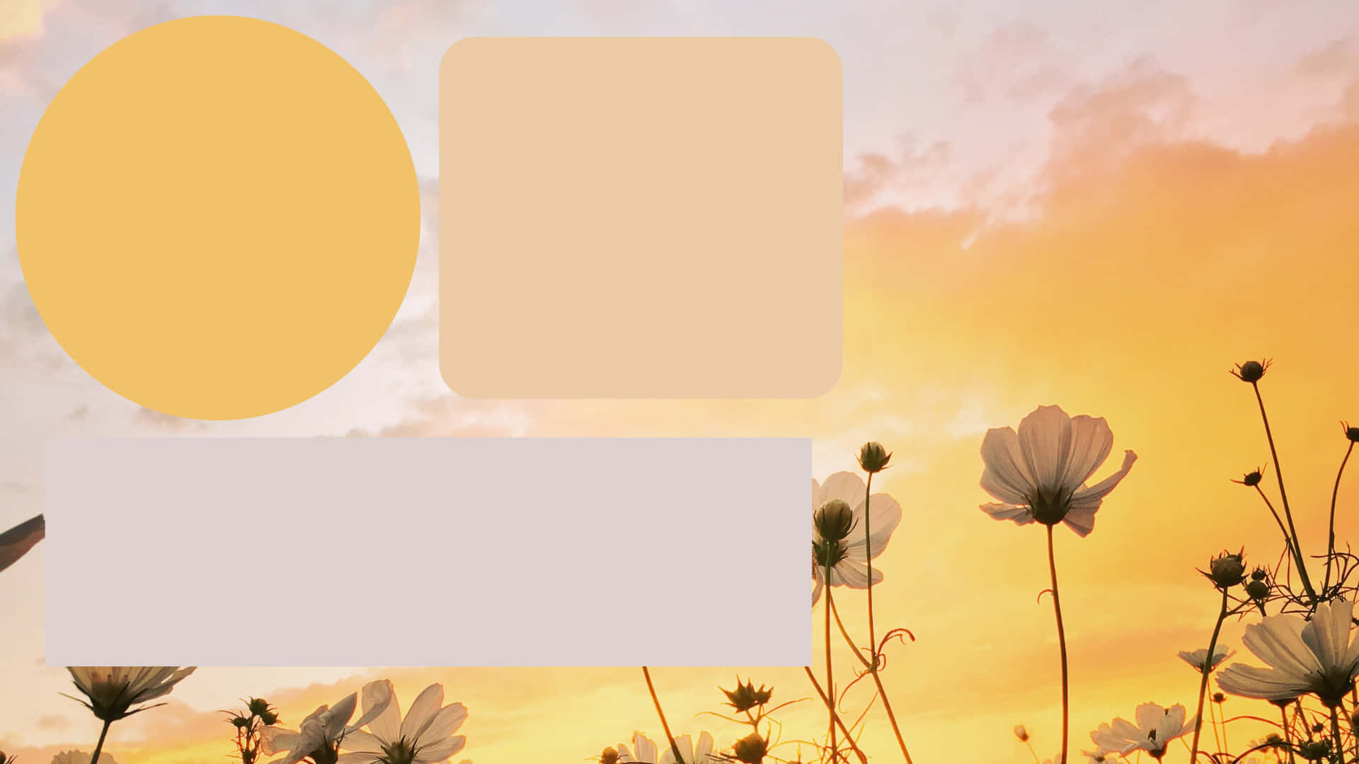 Cosmos flowers, warm sunset sky, soft geometric shapes, Full HD Desktop Wallpaper