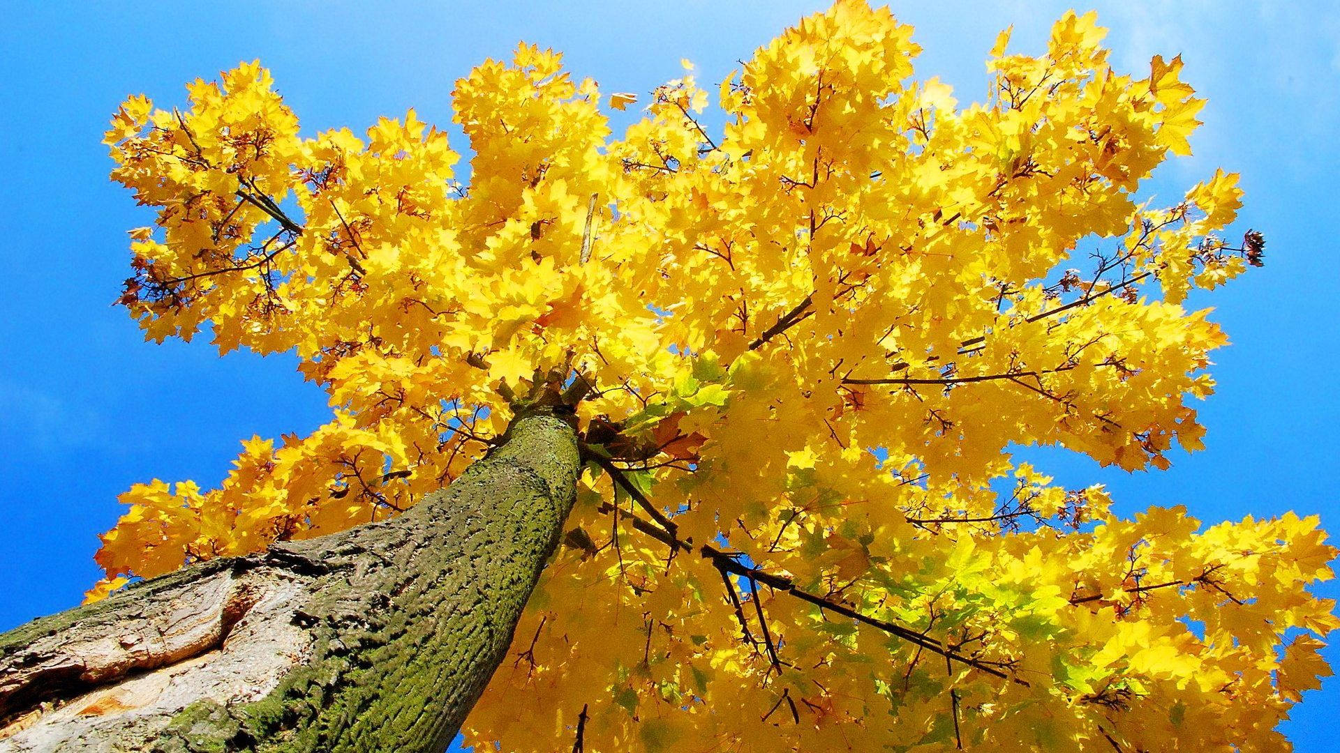 yellow aesthetic computer, vibrant yellow, maple leaves, Full HD Desktop Wallpaper