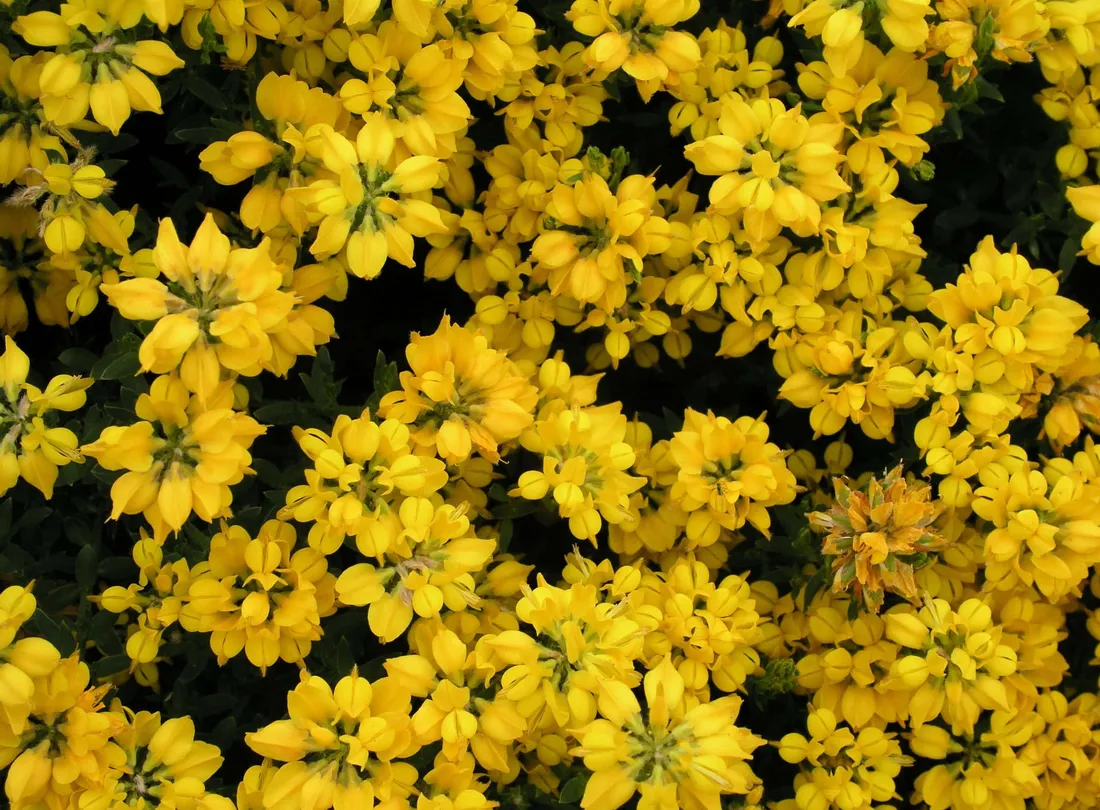 Yellow Aesthetic Flower Desktop