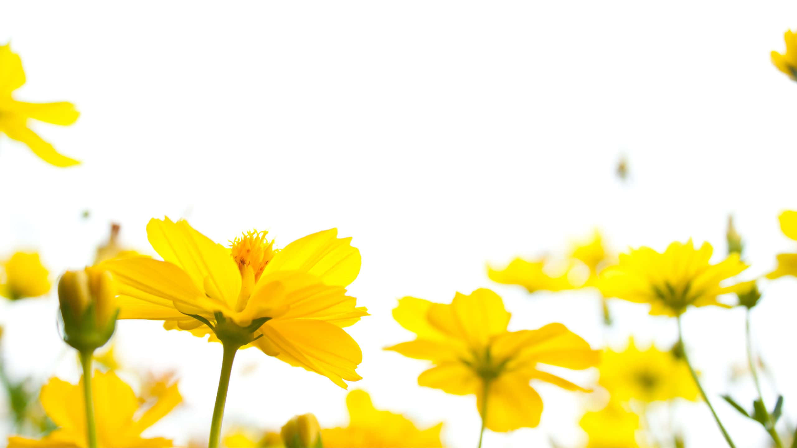 Yellow Aesthetic Flower Desktop, cosmos flowers, vibrant yellow, 2K Desktop Wallpaper