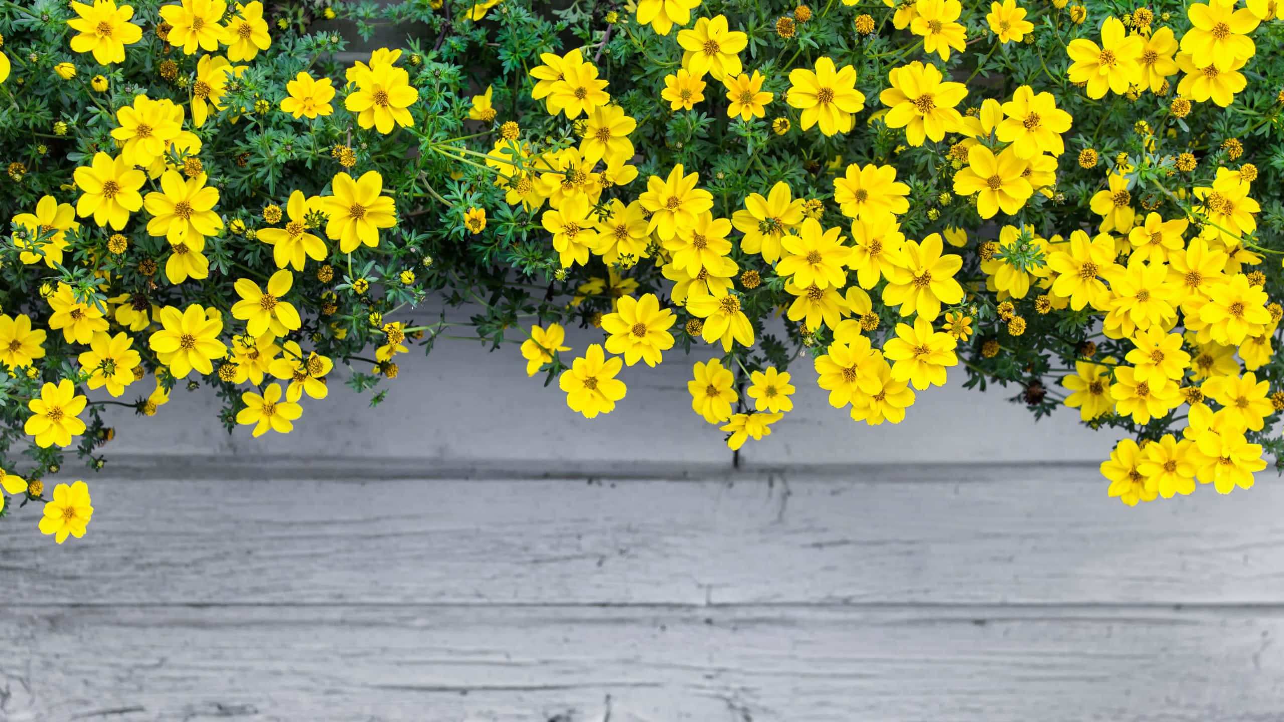 Bidens Ferulifolia, yellow aesthetic flower desktop, vibrant yellow flowers, 2K Desktop Wallpaper