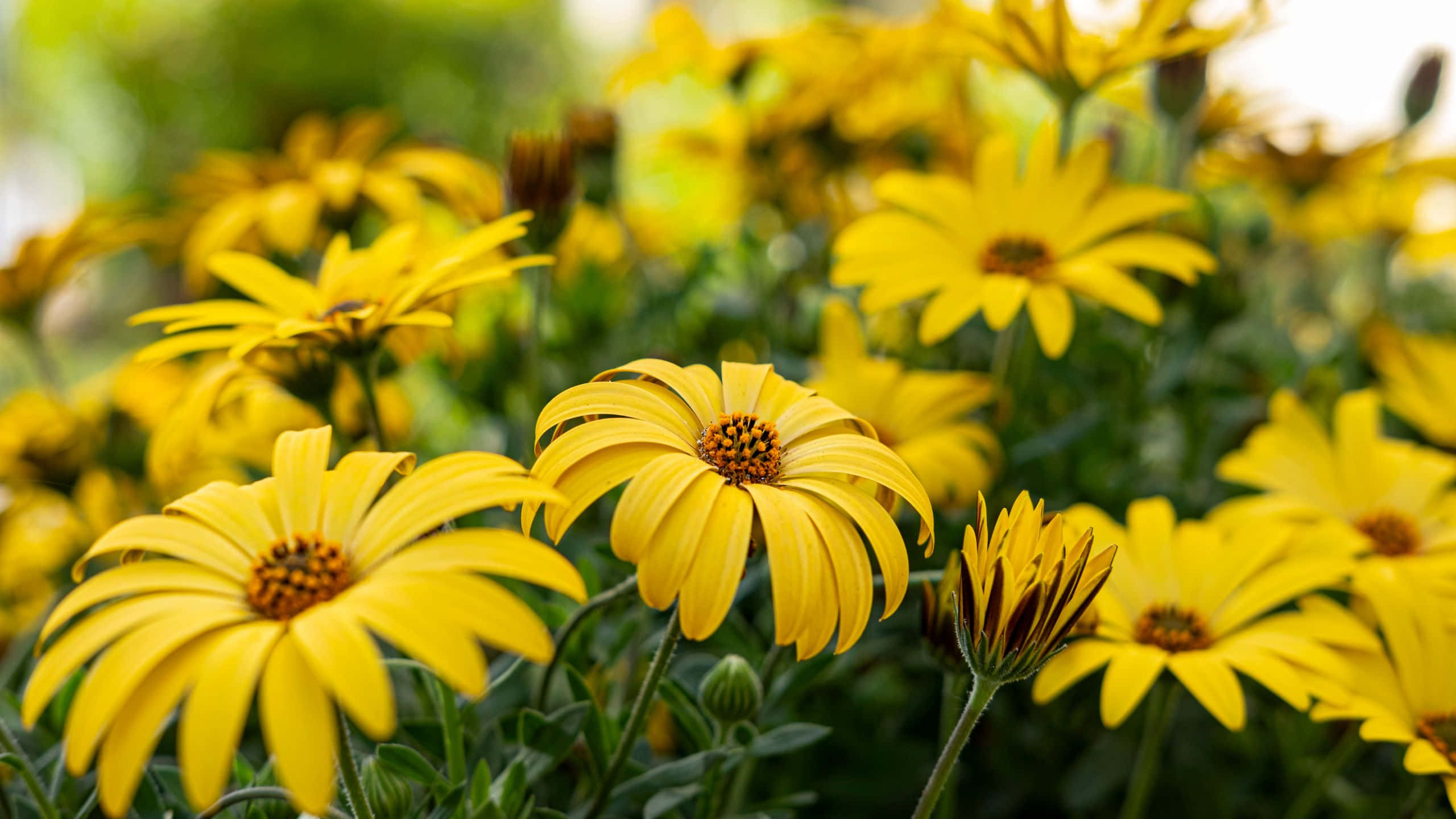 yellow daisies, lush green foliage, bright daylight, 2K Desktop Wallpaper