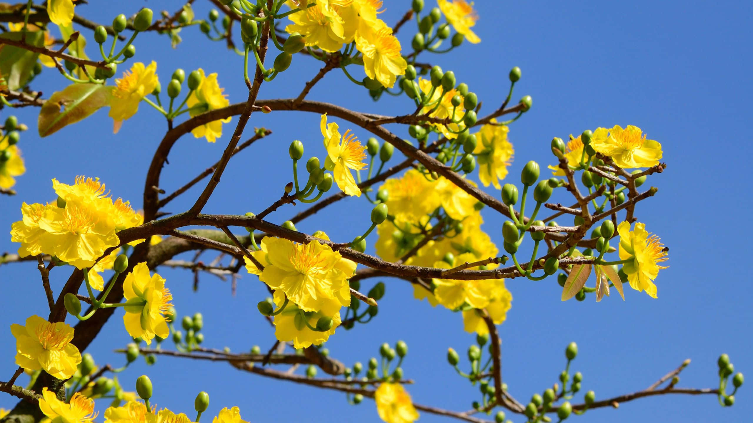 yellow aesthetic flower desktop, vibrant yellow flowers, dark branches, 2K Desktop Wallpaper
