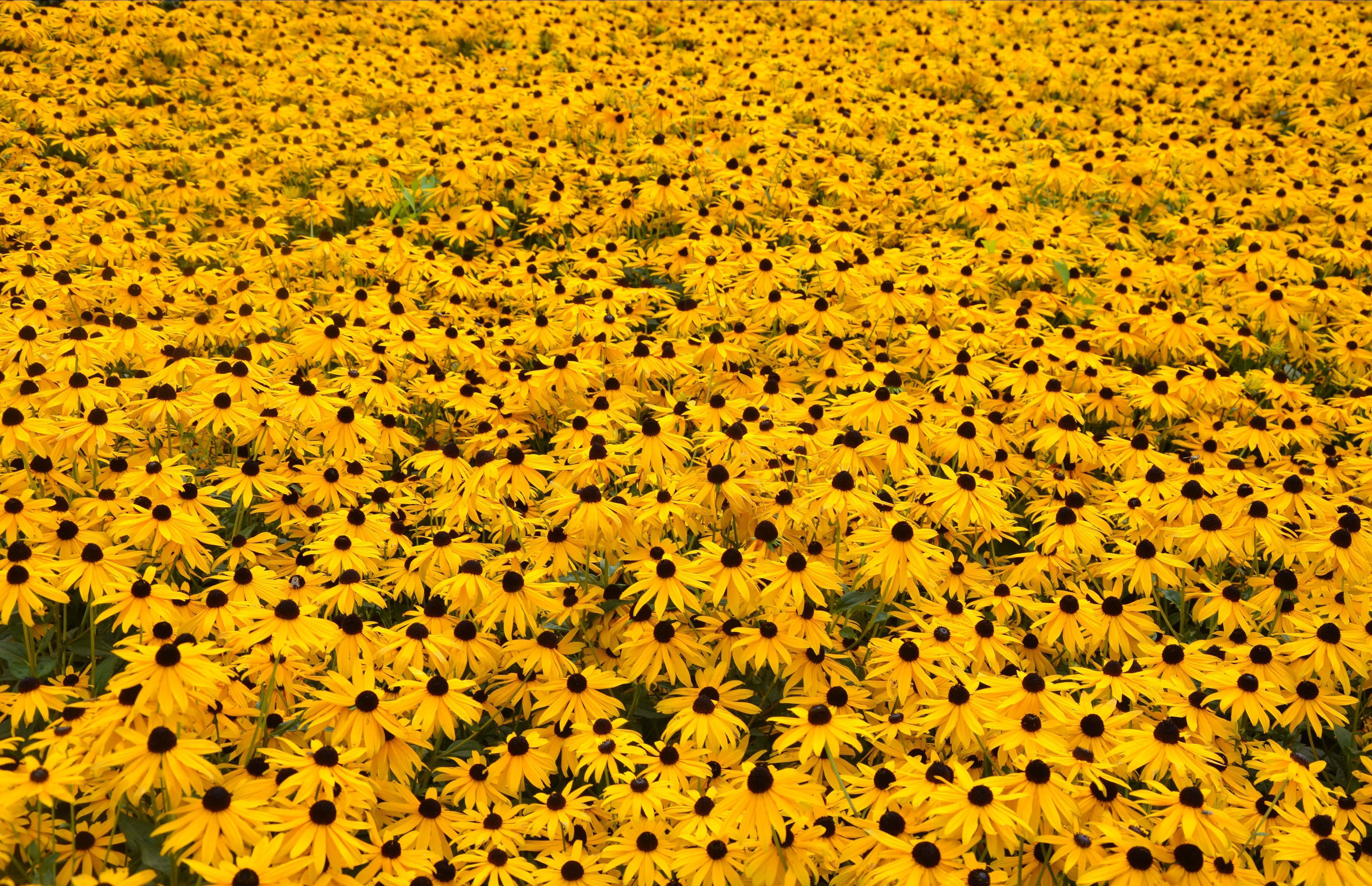 yellow aesthetic flower desktop, black-eyed susans, bright yellow, 4K Desktop Wallpaper