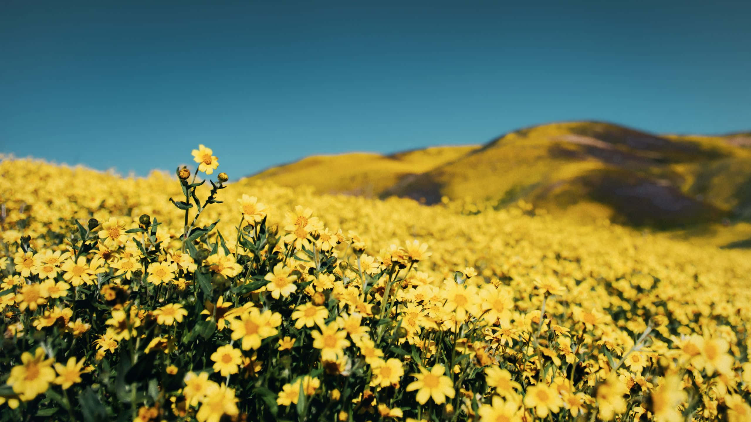 yellow wildflowers, clear blue sky, rolling hills, 2K Desktop Wallpaper