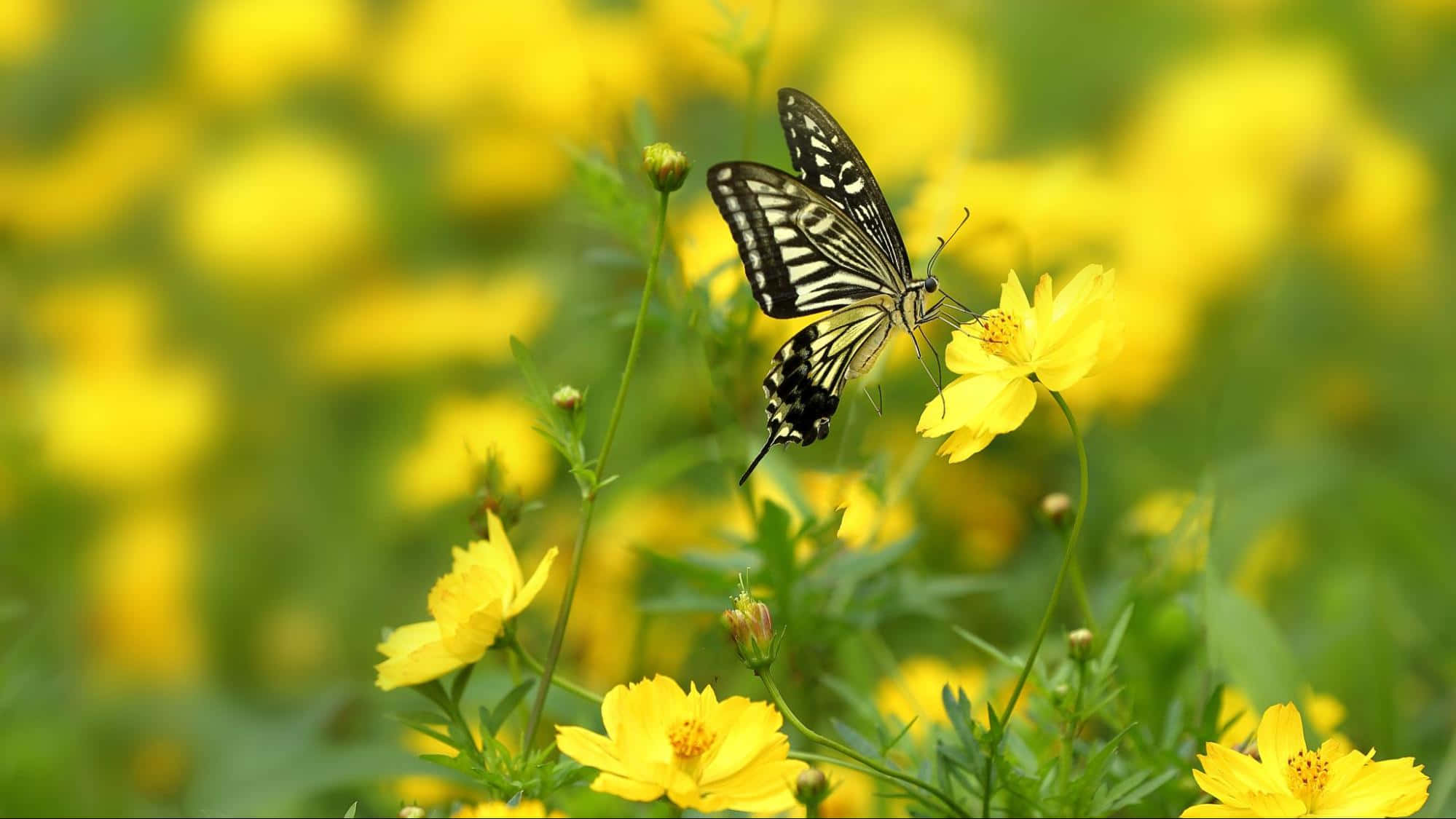 black and yellow butterfly, bright yellow flower, sunlit field of blossoms, Full HD Desktop Wallpaper