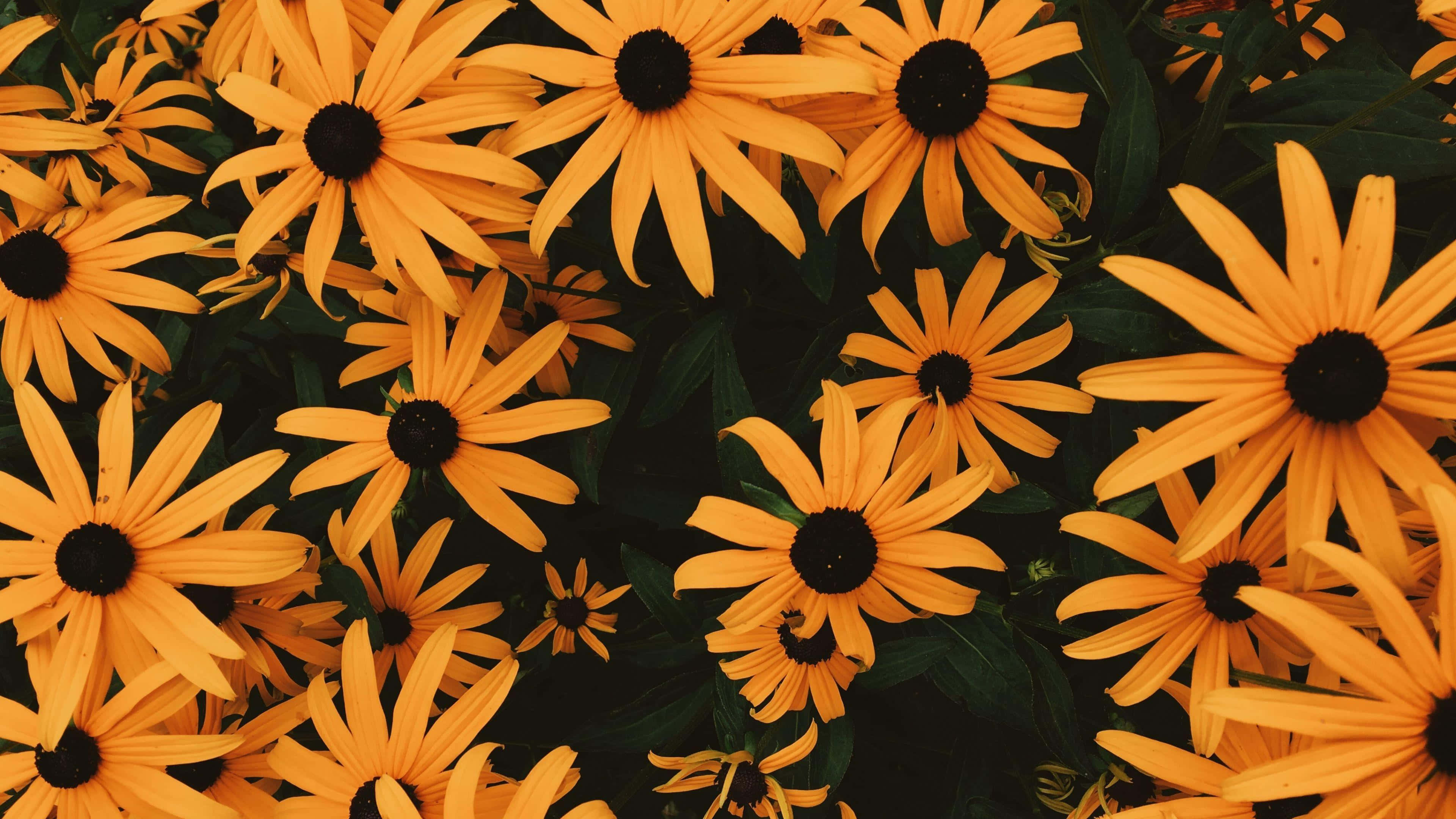 black-eyed susans, sunlit garden scene, vibrant orange, 4K Desktop Wallpaper