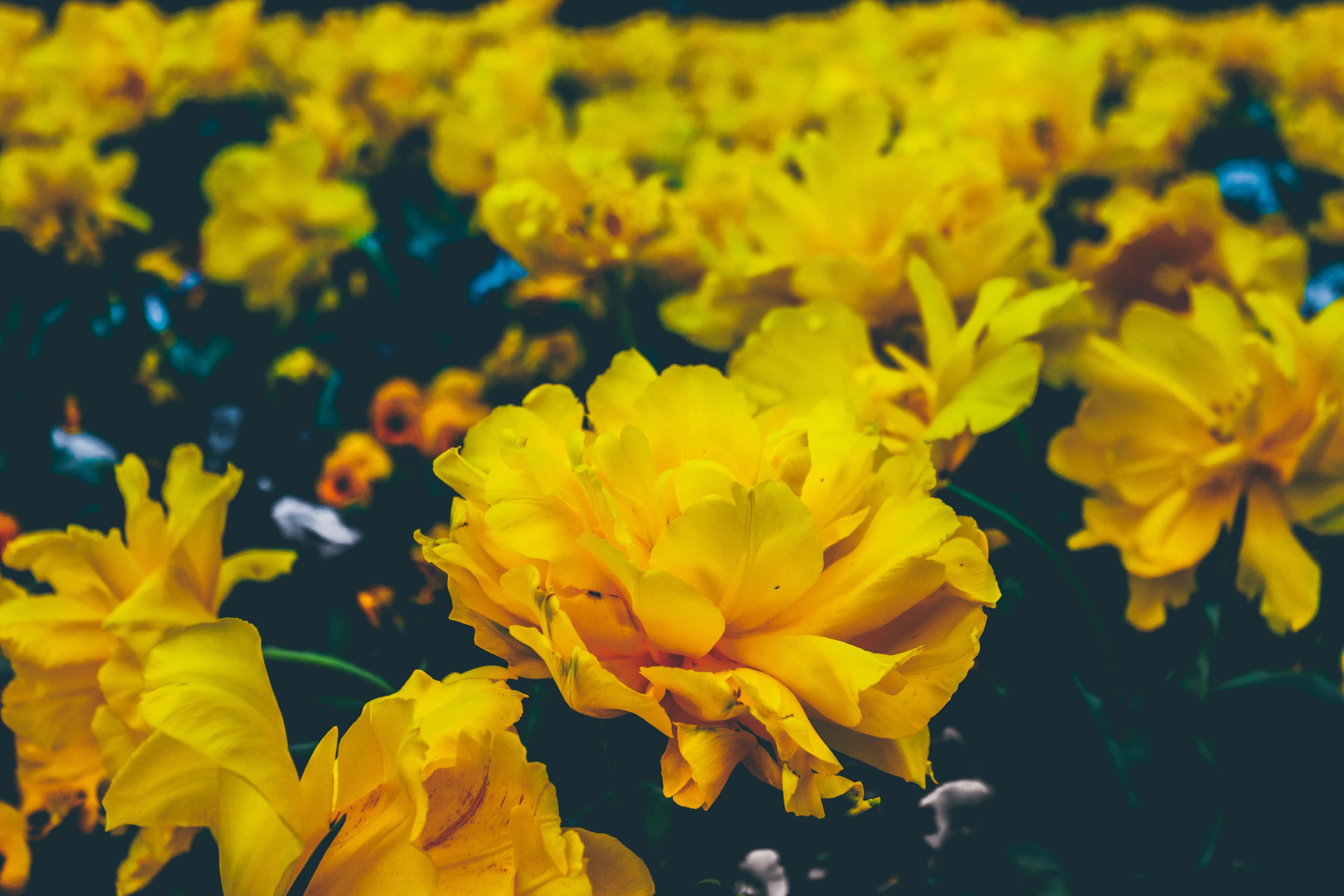Vibrant Yellow Aesthetic Flower, tulips, lush field, 5K Desktop Wallpaper
