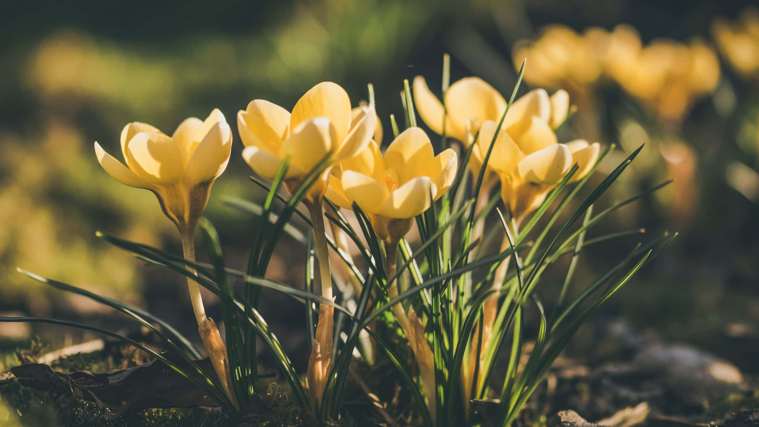Yellow Aesthetic Flower Desktop, Golden crocus, soft sunlight, 2K Desktop Wallpaper