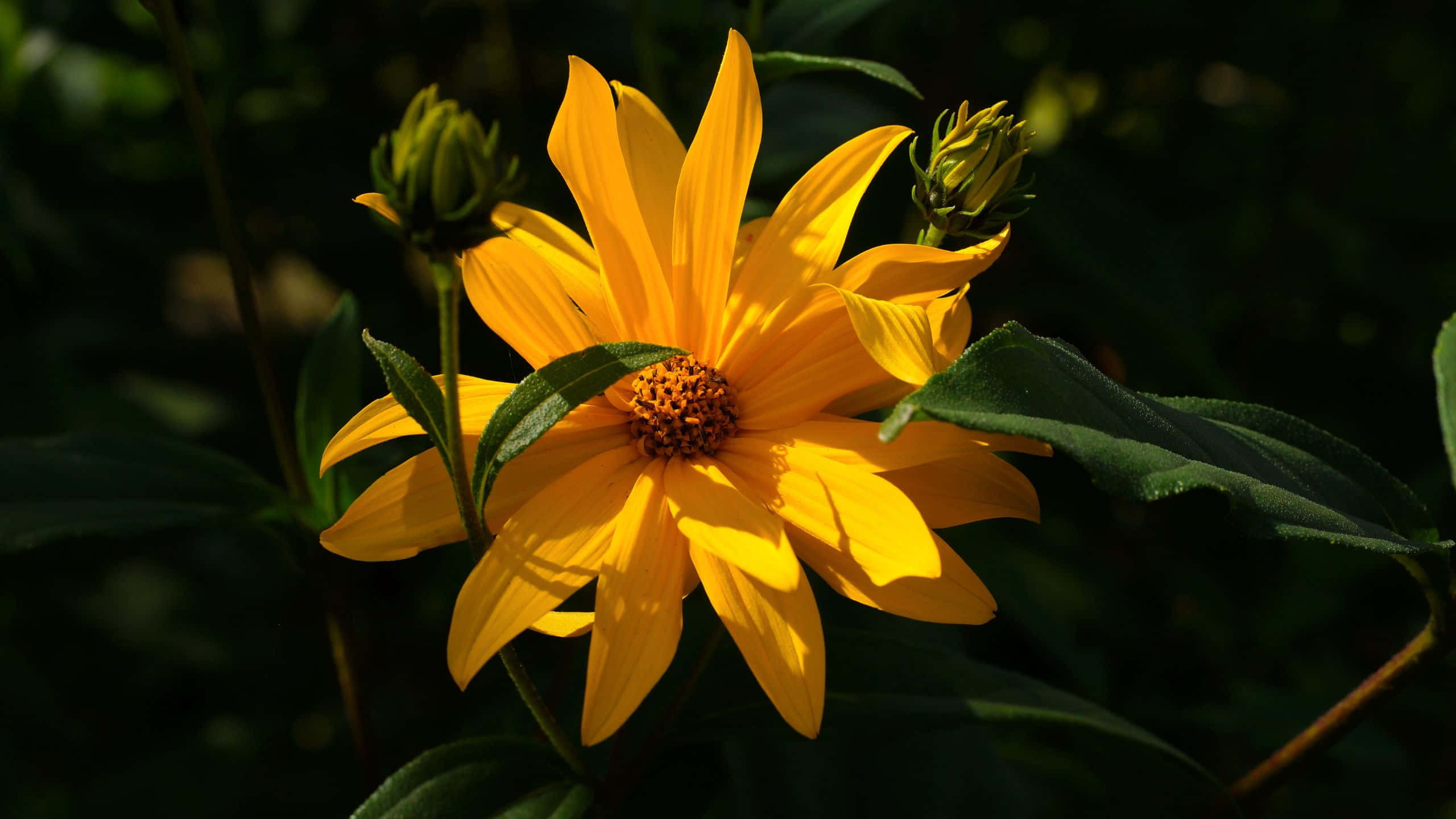 Jerusalem Artichoke, yellow sunflower, dark green foliage, 2K Desktop Wallpaper