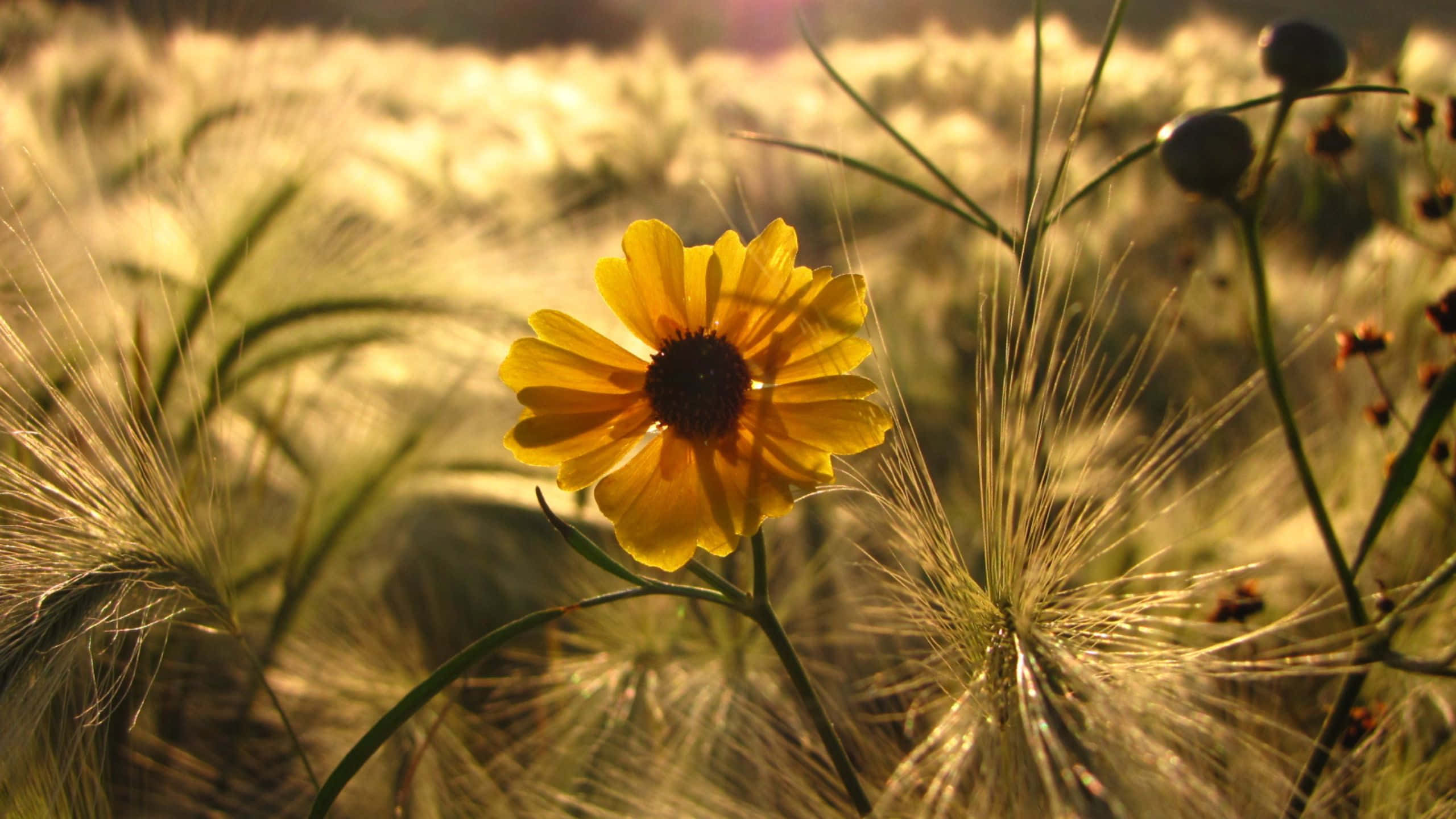 Yellow Aesthetic Flower Desktop, vibrant yellow flower, golden feathery grasses, 2K Desktop Wallpaper