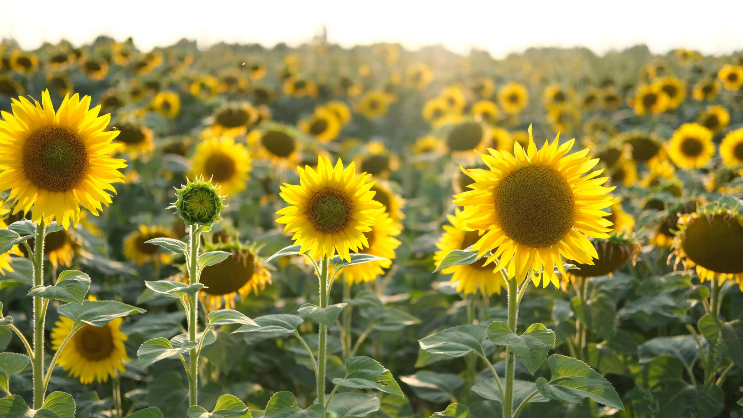 sunflowers, golden sunlight, lush field, 2K Desktop Wallpaper