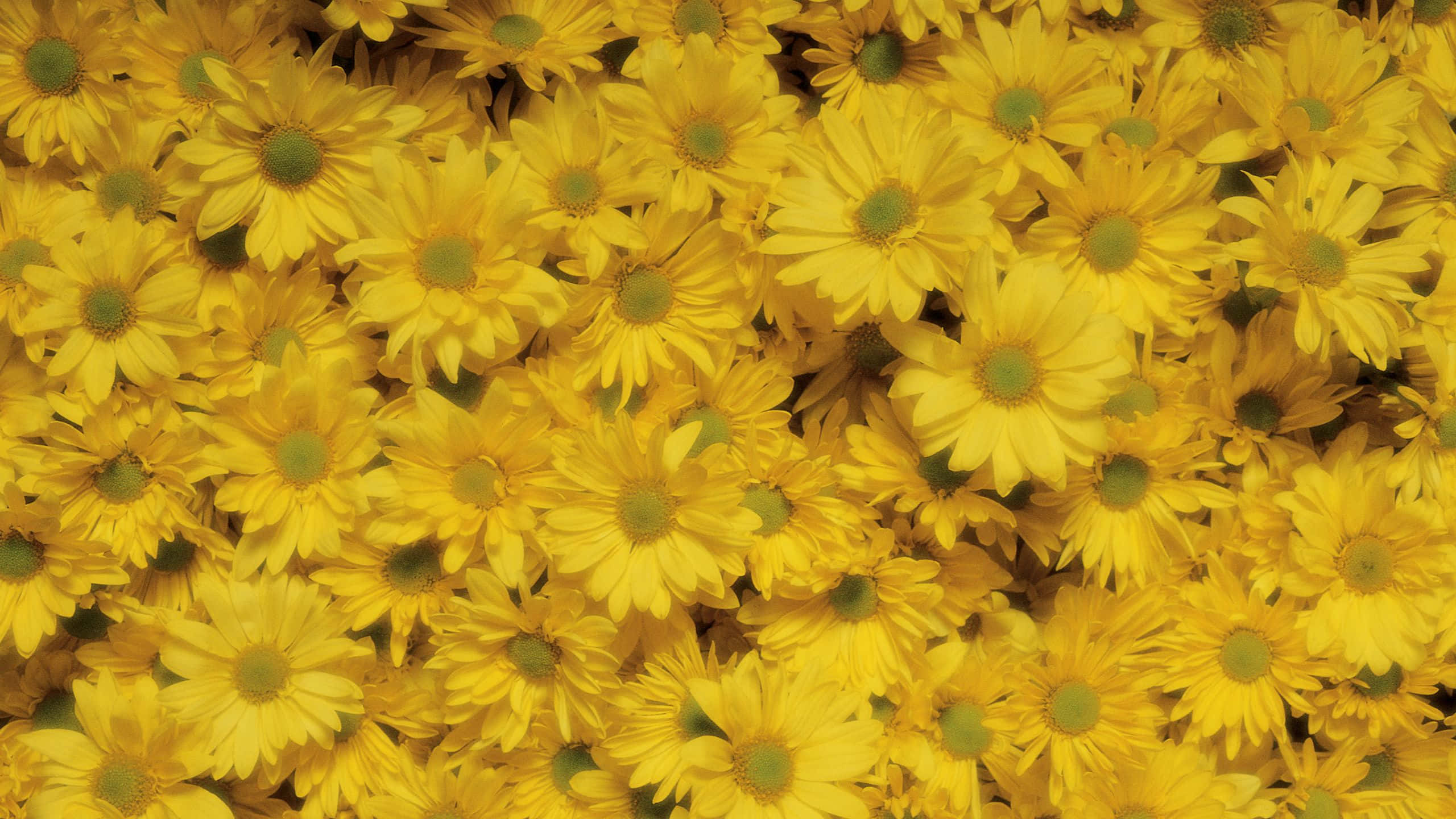 Chrysanthemums, yellow aesthetic flower desktop, bright yellow daisies, 2K Desktop Wallpaper