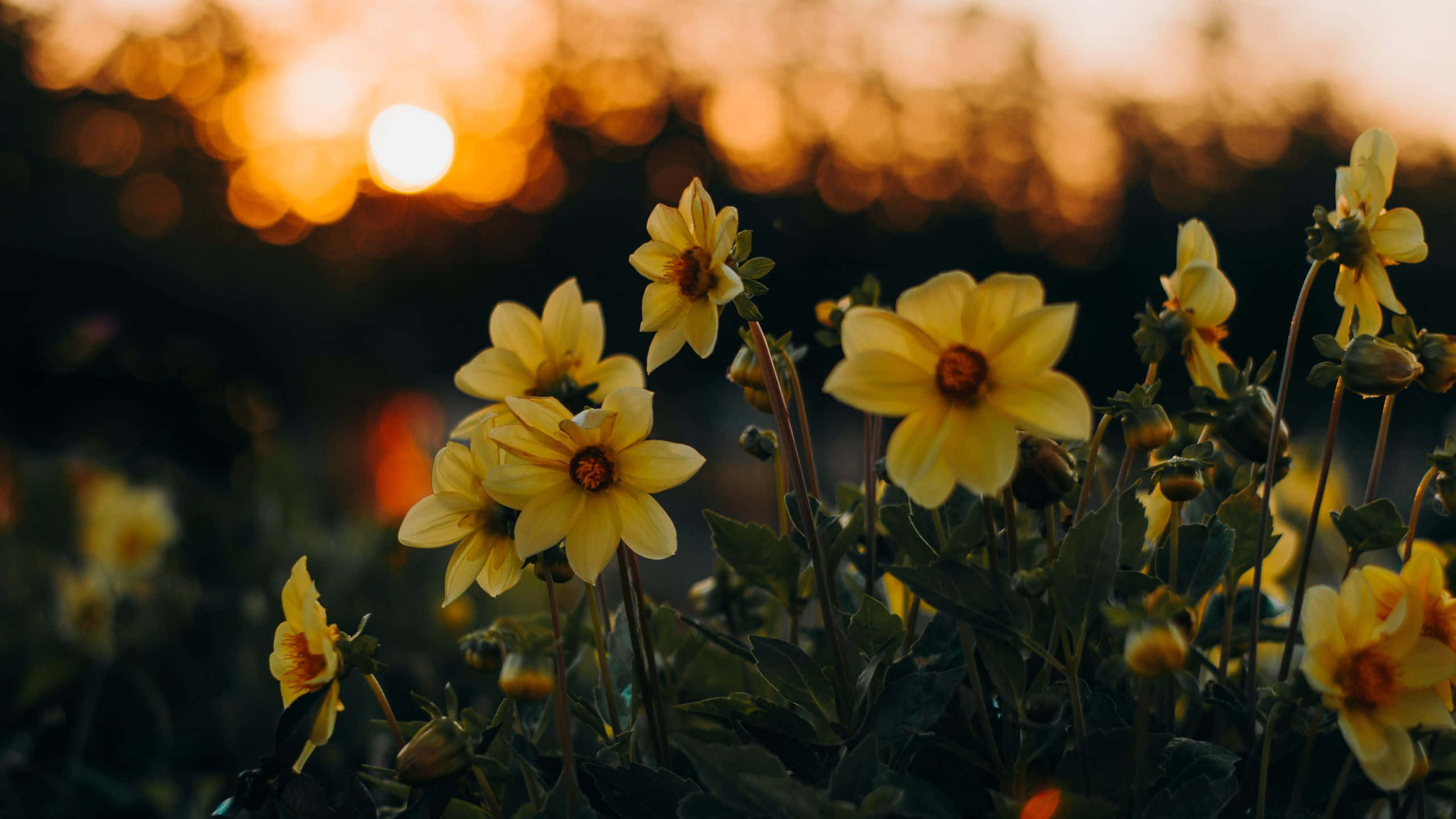 Golden dahlia, warm sunset, glowing bokeh lights, 2K Desktop Wallpaper