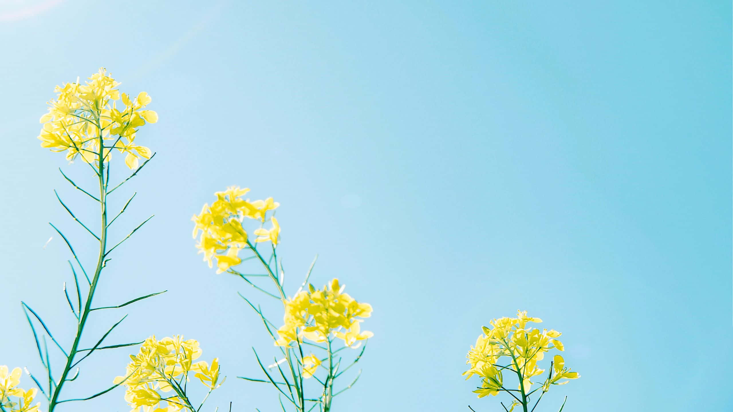 rapeseed, yellow aesthetic flower desktop, vibrant yellow flowers, 2K Desktop Wallpaper