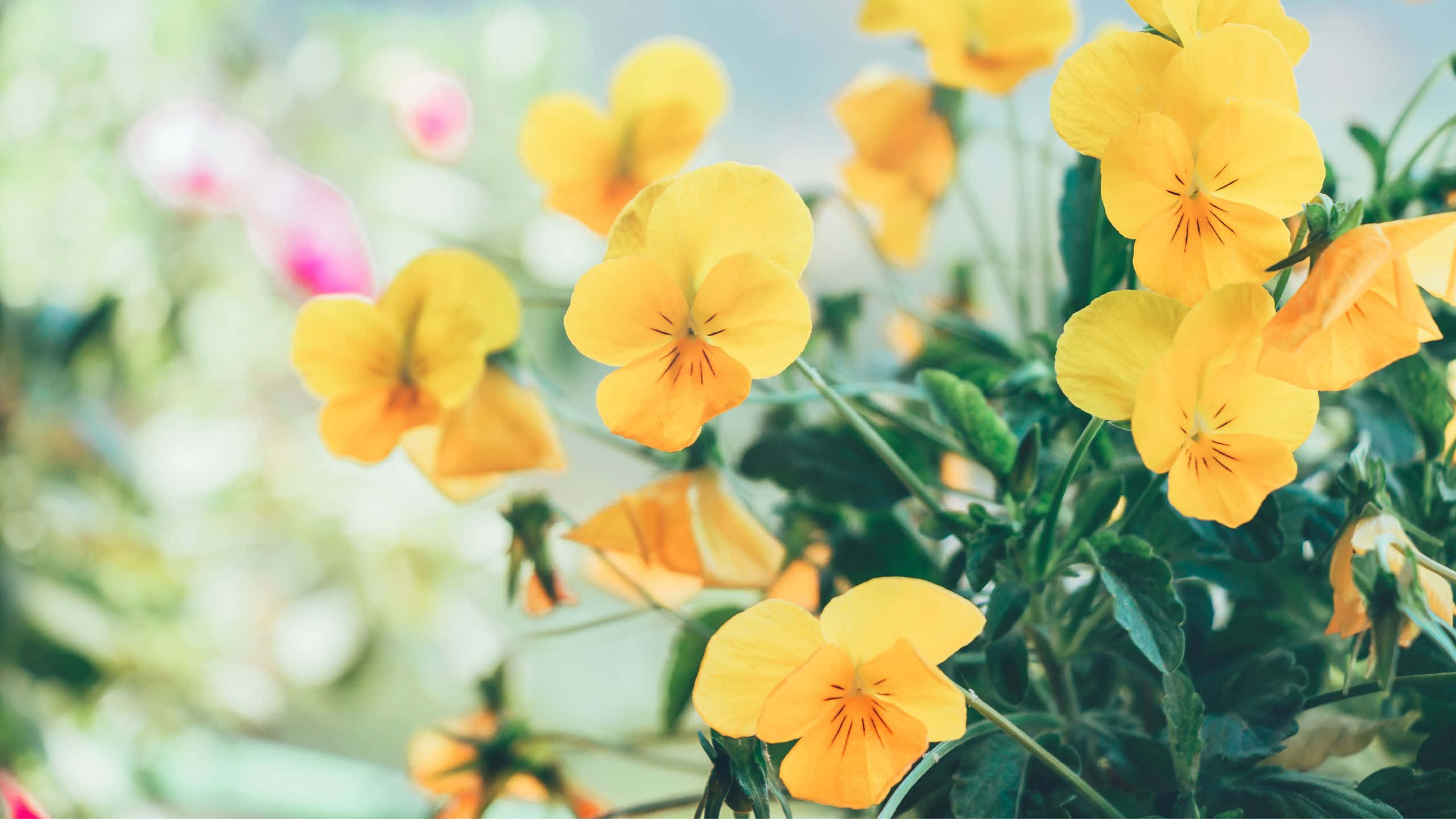 Yellow Aesthetic Flower Desktop, pansies, yellow, 2K Desktop Wallpaper