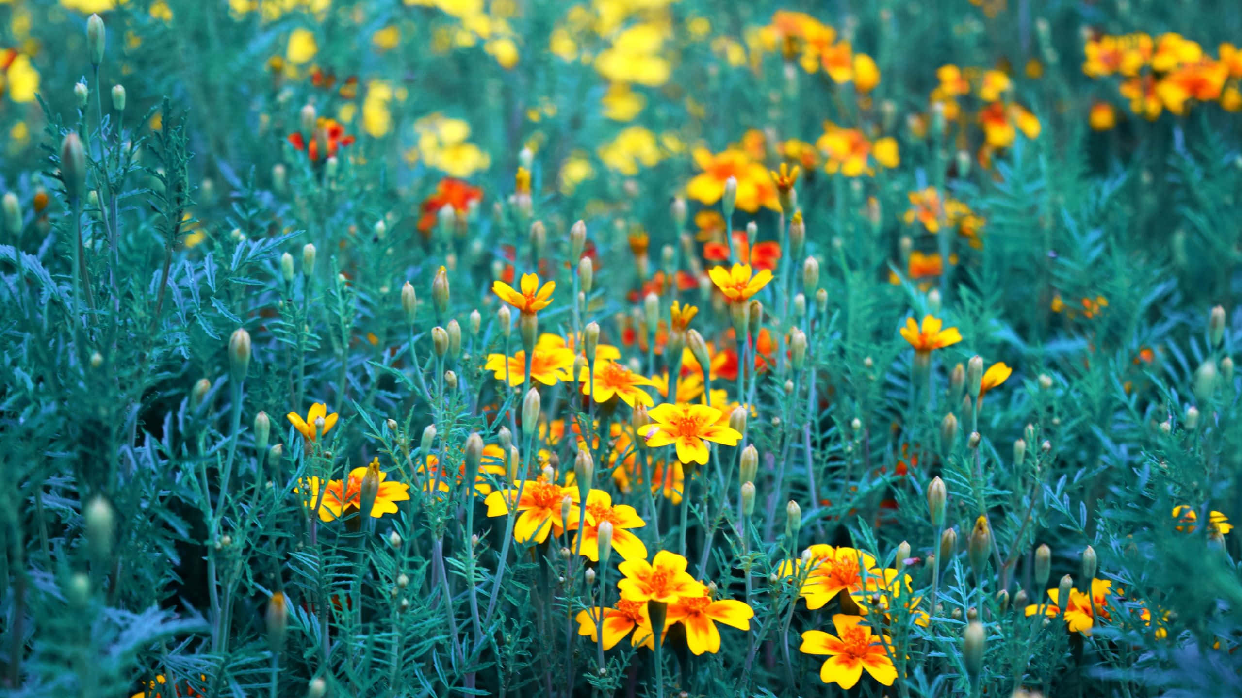 yellow marigolds, lush green foliage, sunlit meadow, 2K Desktop Wallpaper