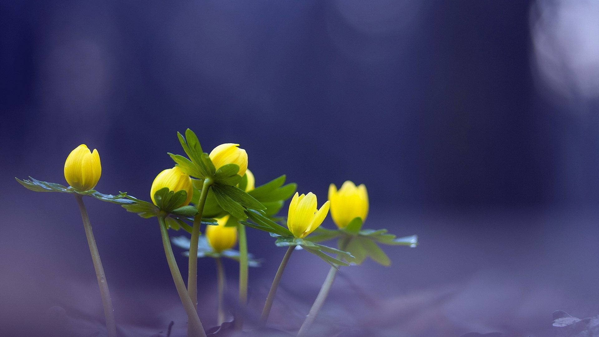 3D Desktop Yellow Flower, vibrant yellow flowers, green leaves, Full HD Desktop Wallpaper