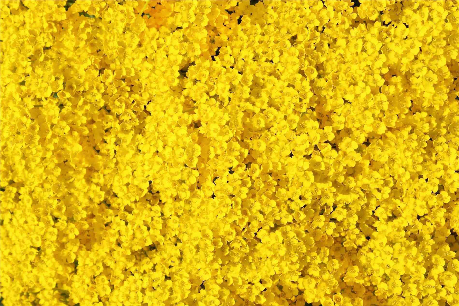 yellow aesthetic flower desktop, bright yellow flowers, vibrant textured carpet, HD Desktop Wallpaper