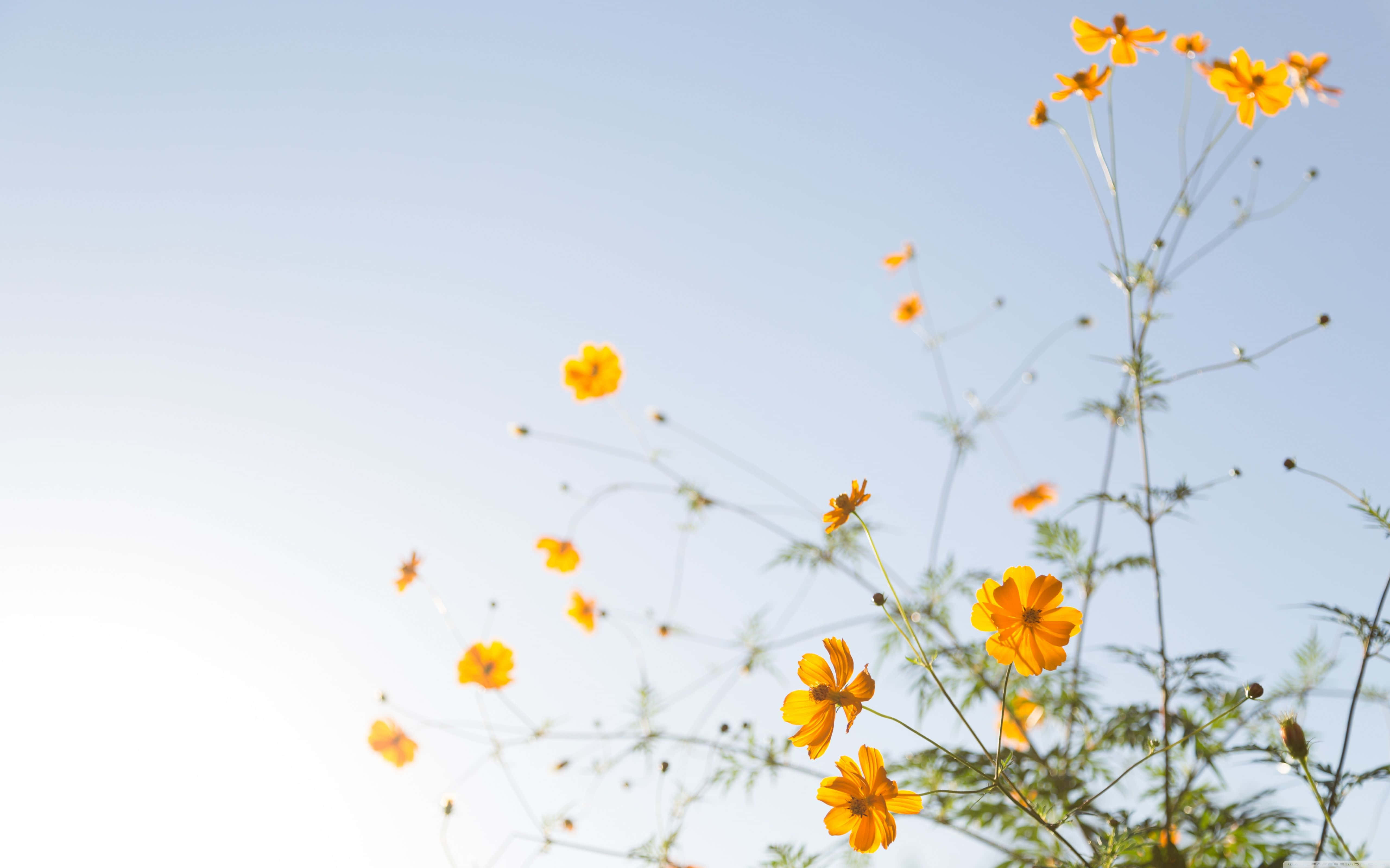 Yellow Aesthetic Flower Desktop, cosmos flowers, clear blue sky, 5K Desktop Wallpaper