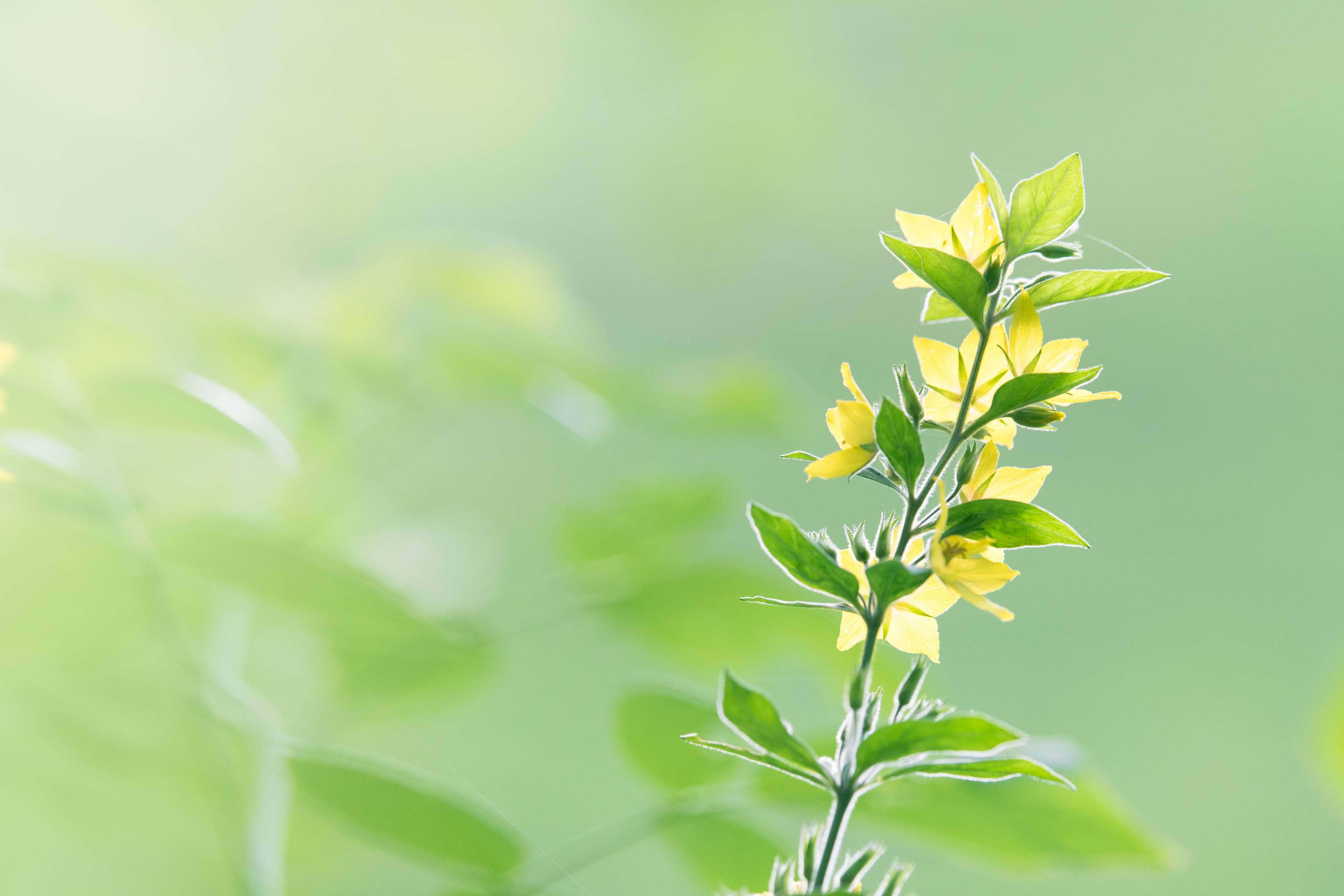 Tender Yellow Flower, yellow flower, slender stem, 4K Desktop Wallpaper
