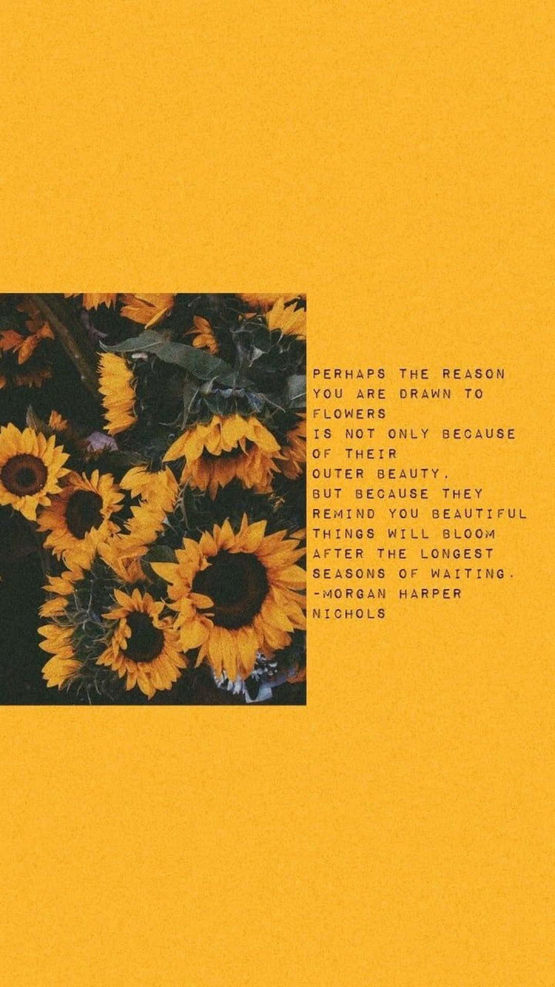 yellow aesthetic iPhone, sunflowers, bold yellow background, Full HD Phone Wallpaper