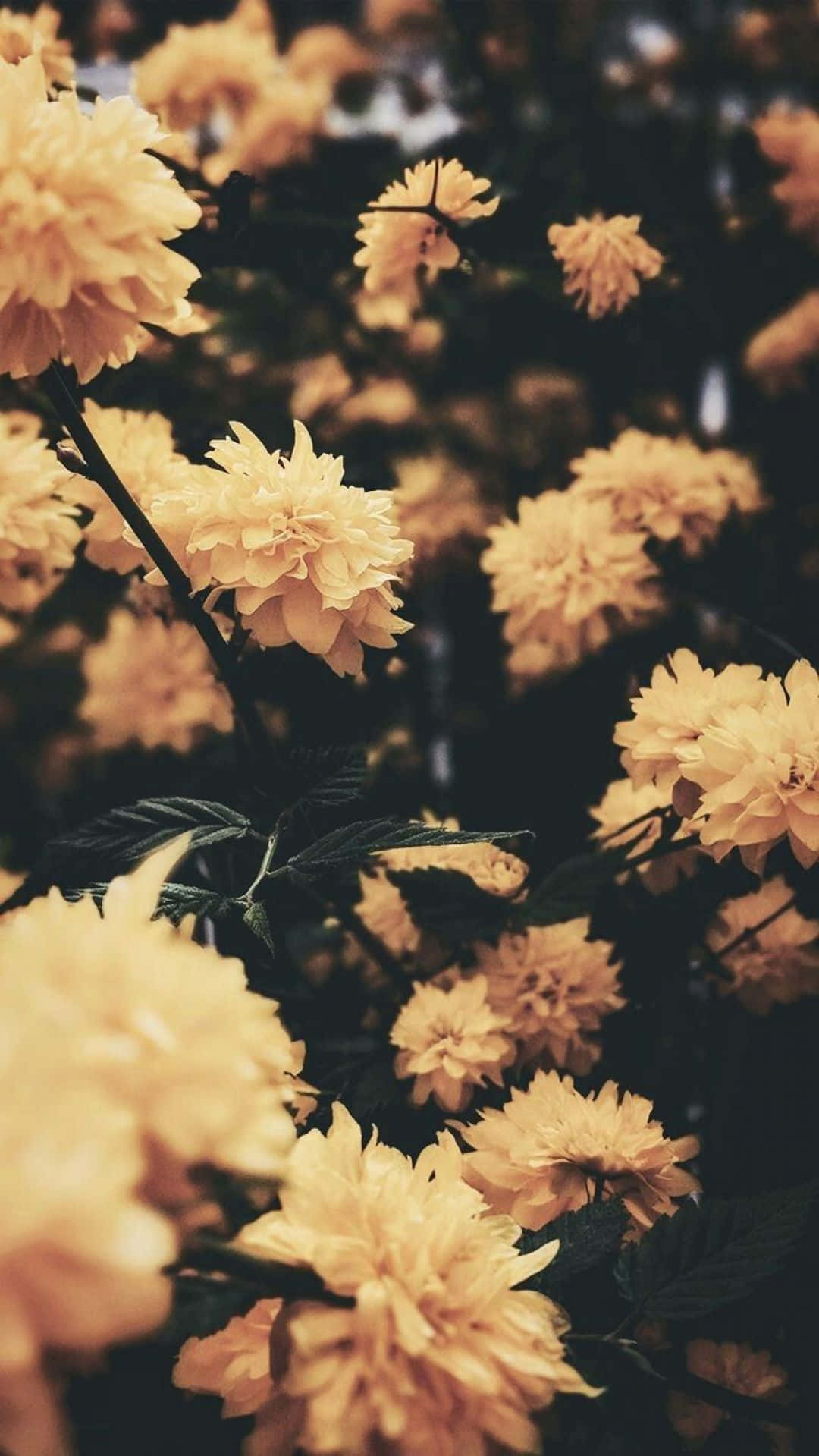 yellow aesthetic iPhone, soft yellow blossoms, dark branches, HD Phone Wallpaper