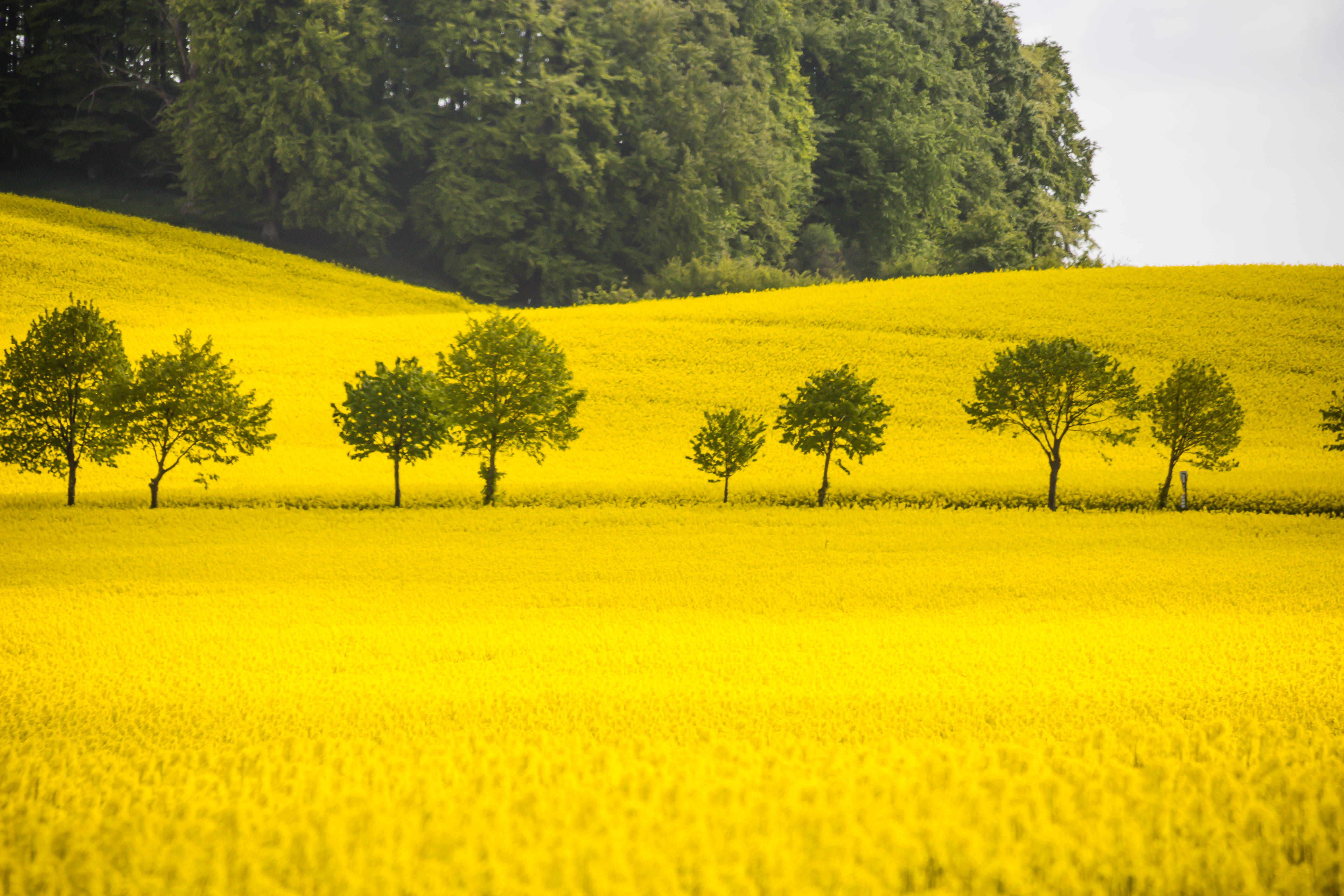 yellow rapeseed field, rolling hills, scattered green trees, 5K Desktop Wallpaper
